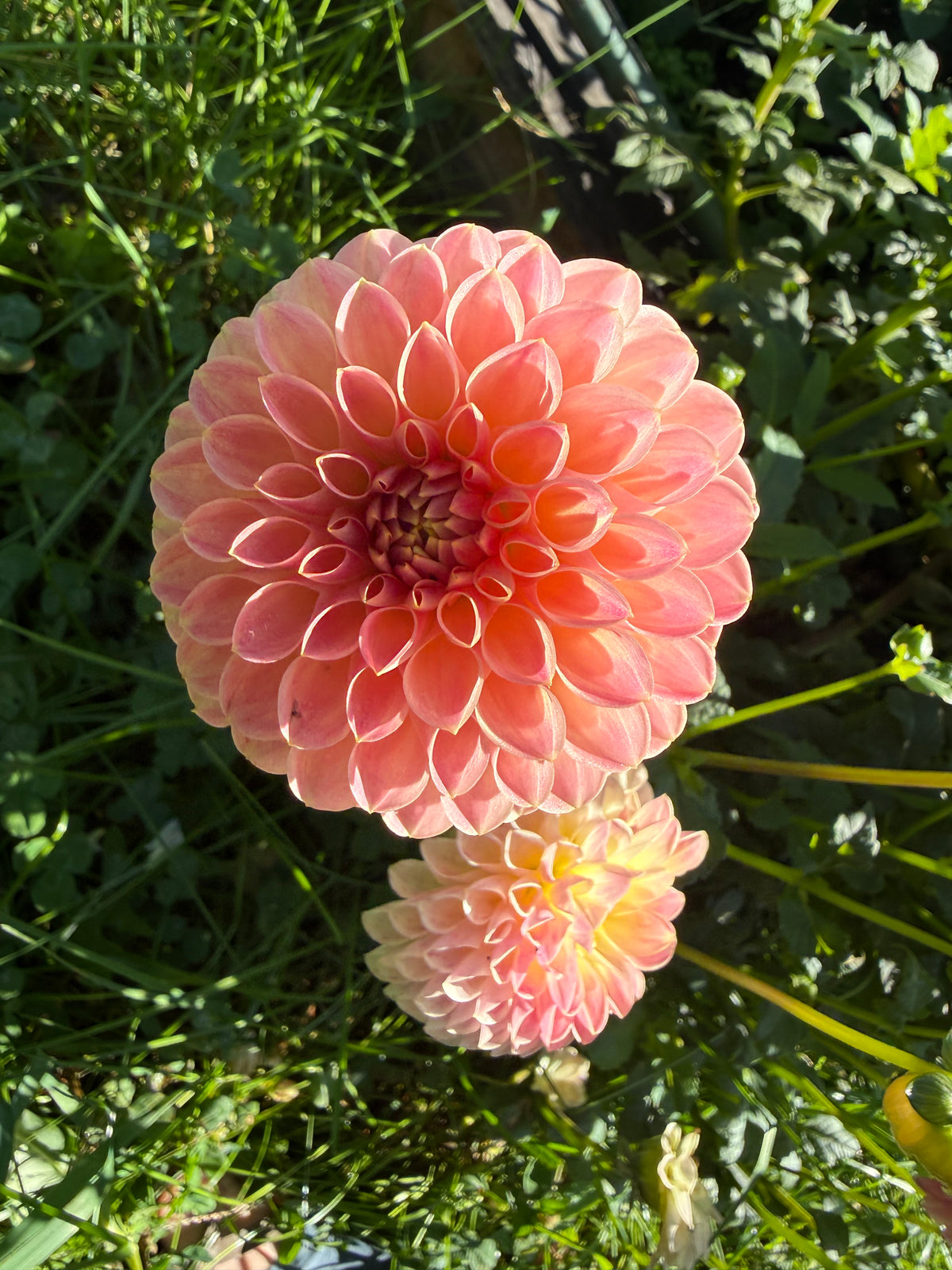 Hapet Daisy Dahlia Tuber