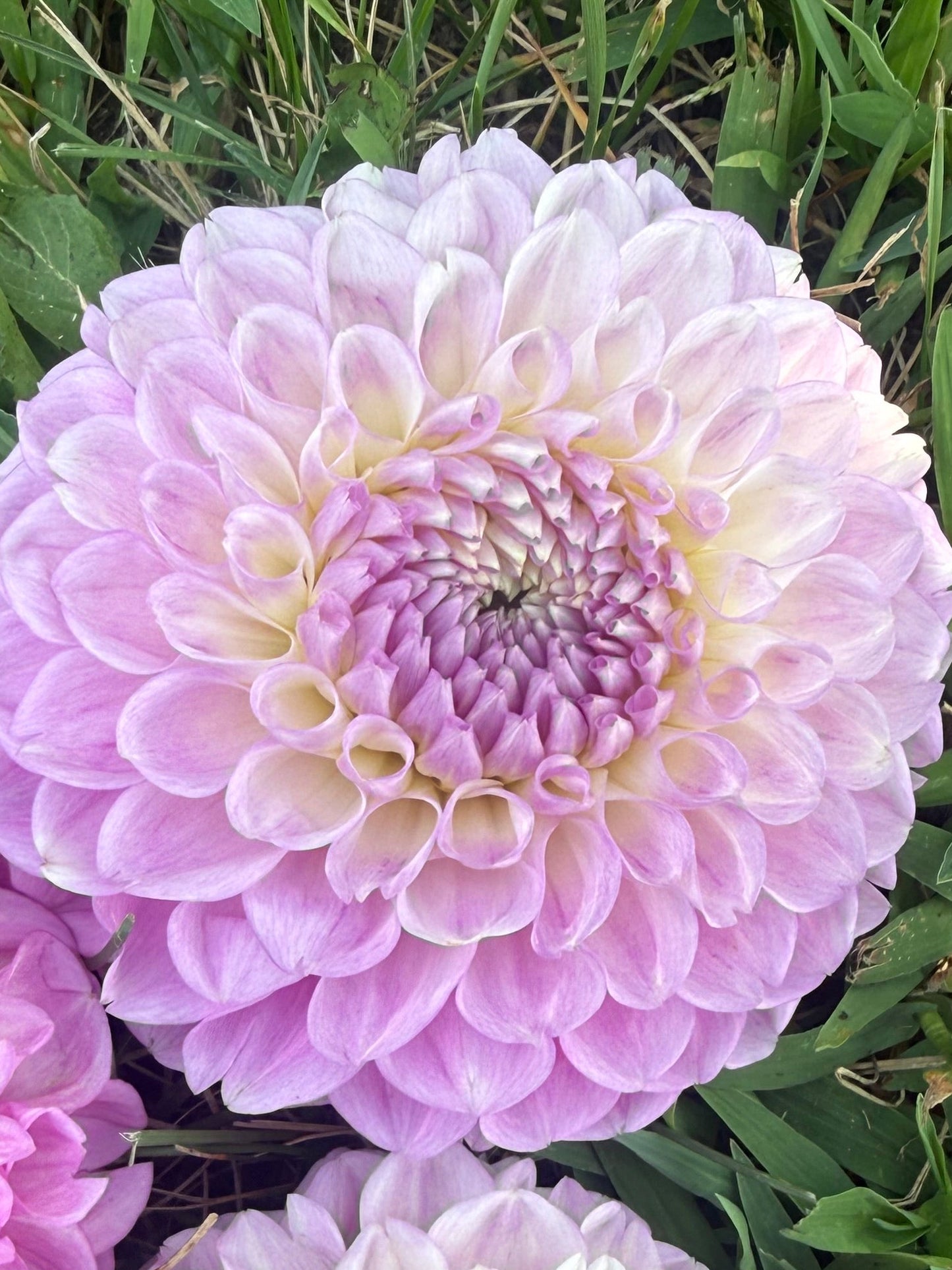 20th Avenue Old Major Dahlia Tuber