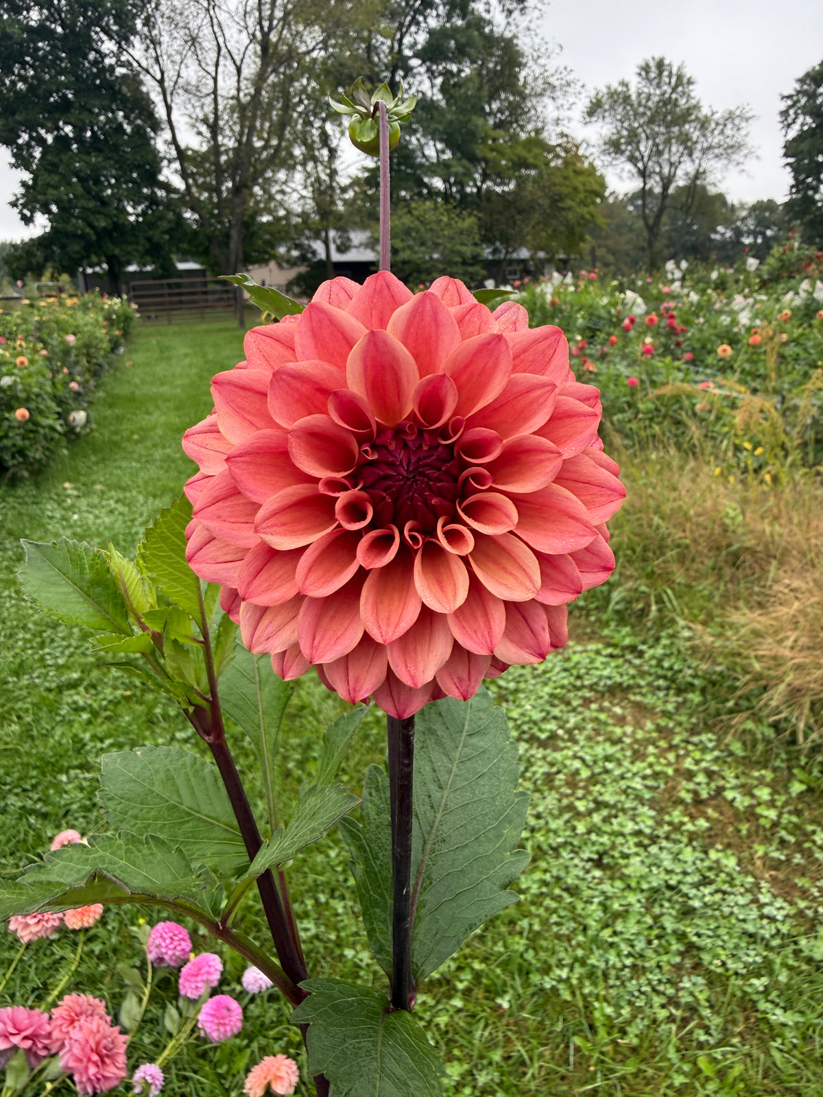 Lileah Summertime Dahlia Tuber