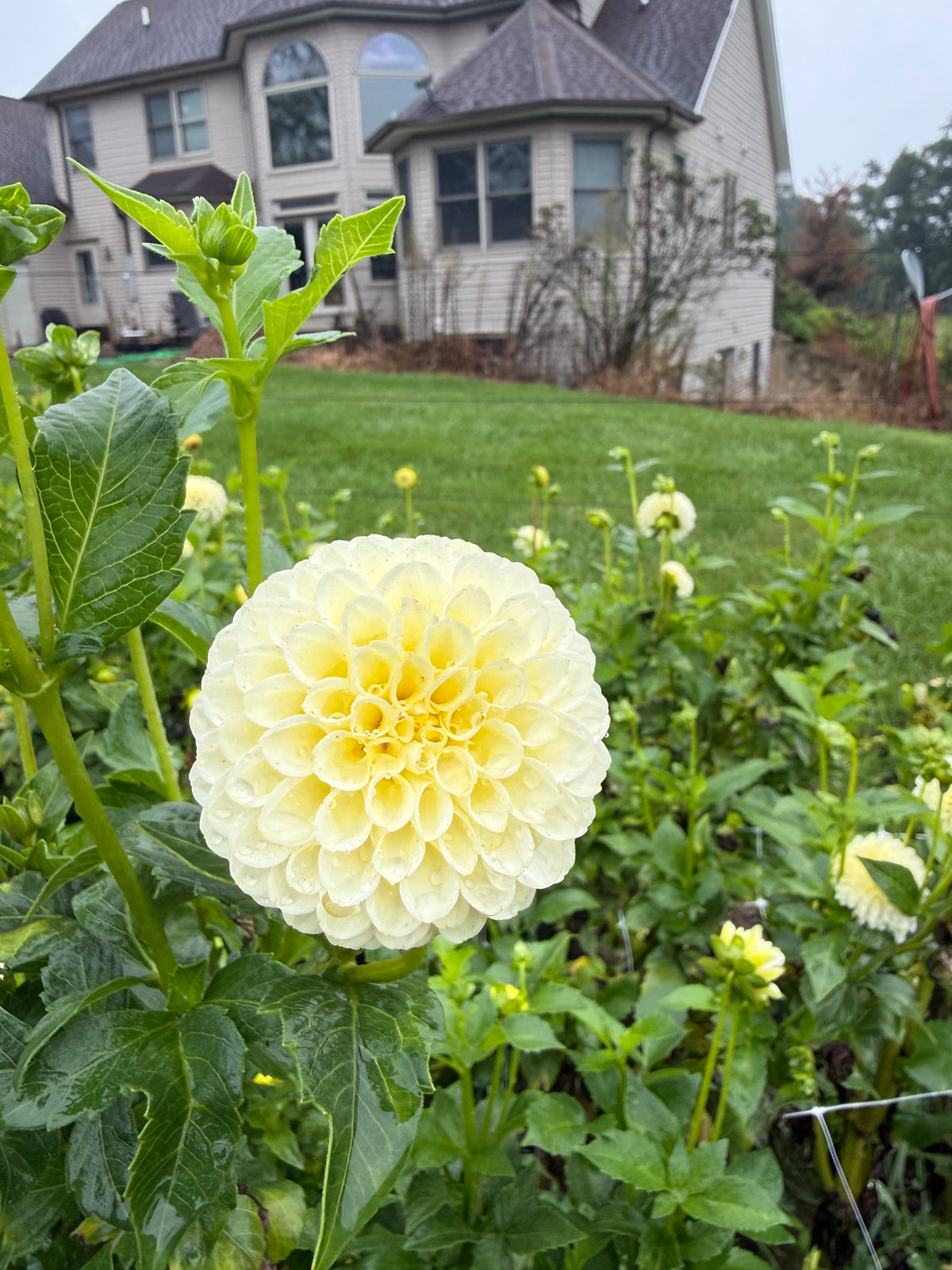 Creamy Dahlia Tuber