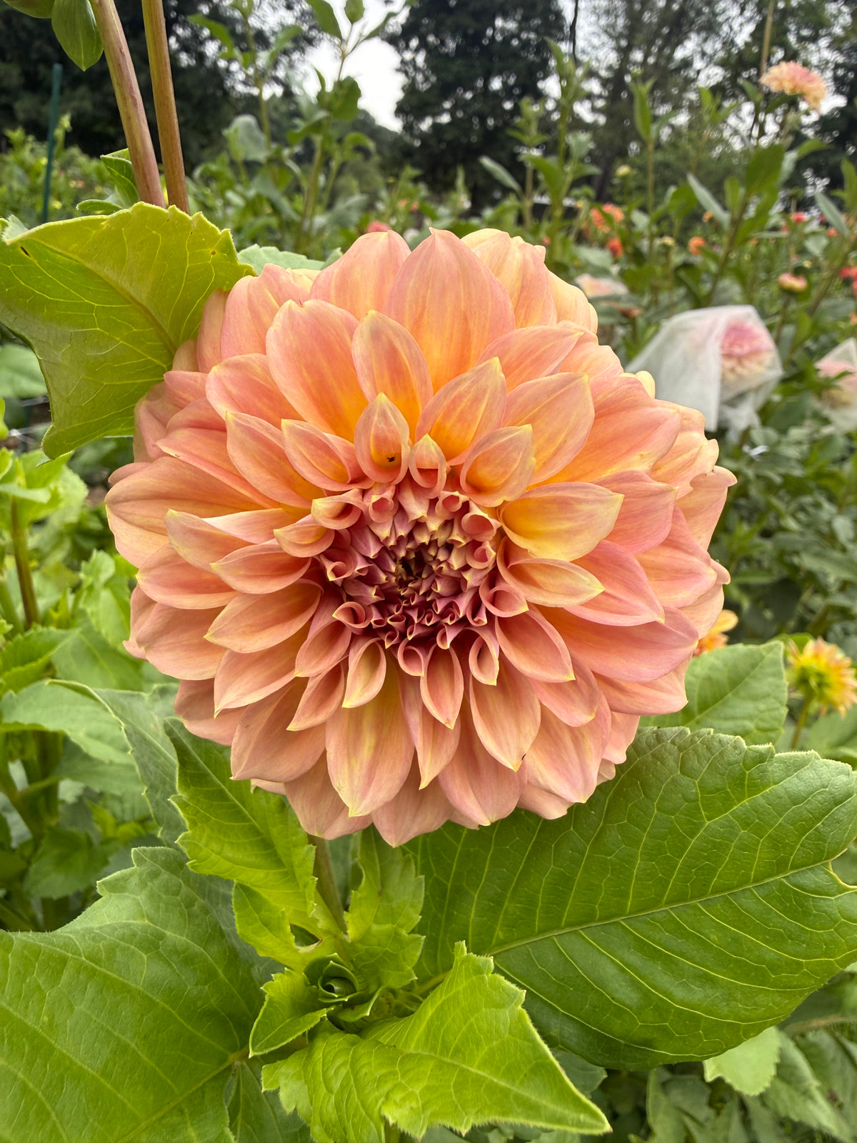 RM Golden Hour Dahlia Tuber