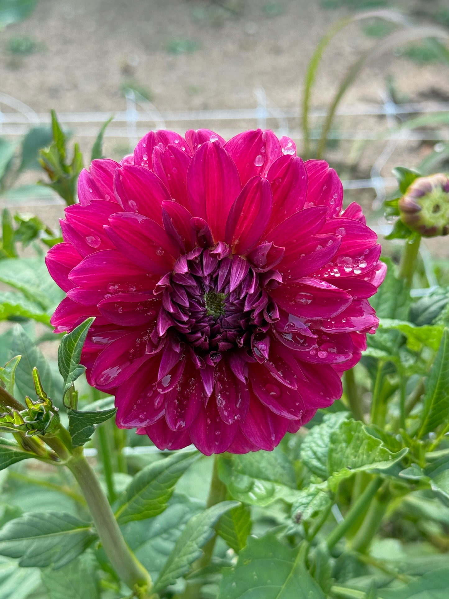 Perch Hill Dahlia Tuber
