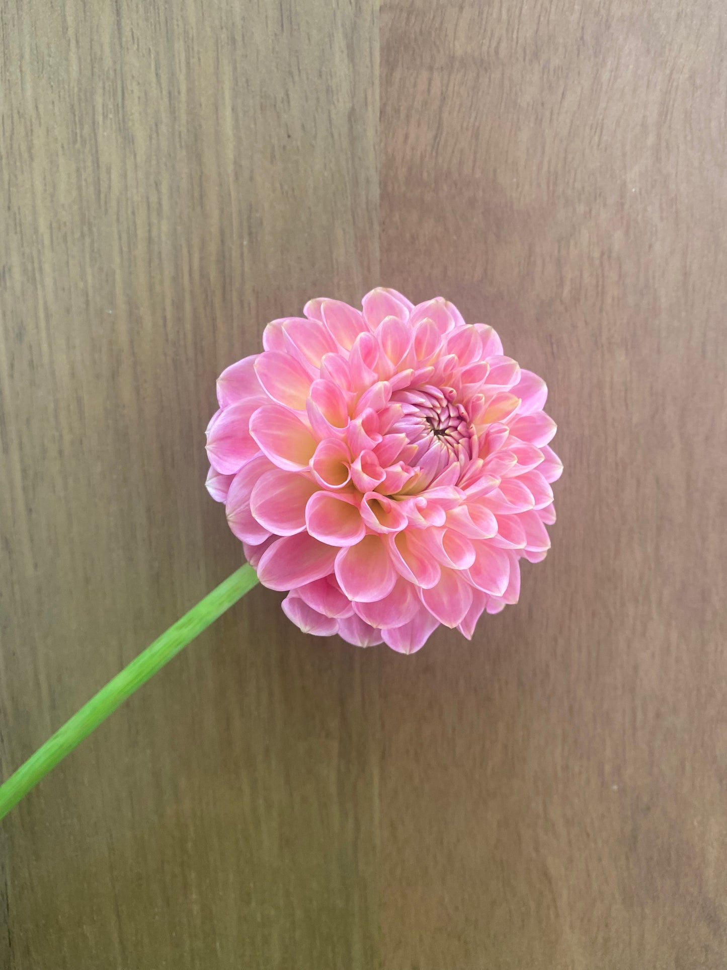 20th Avenue Softer Peach Dahlia Tuber