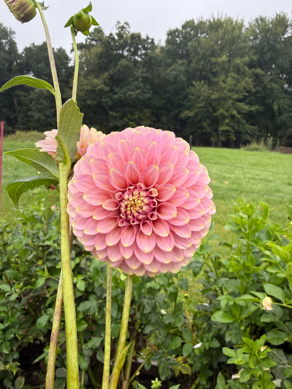 Florelie Oracle Dahlia Tuber