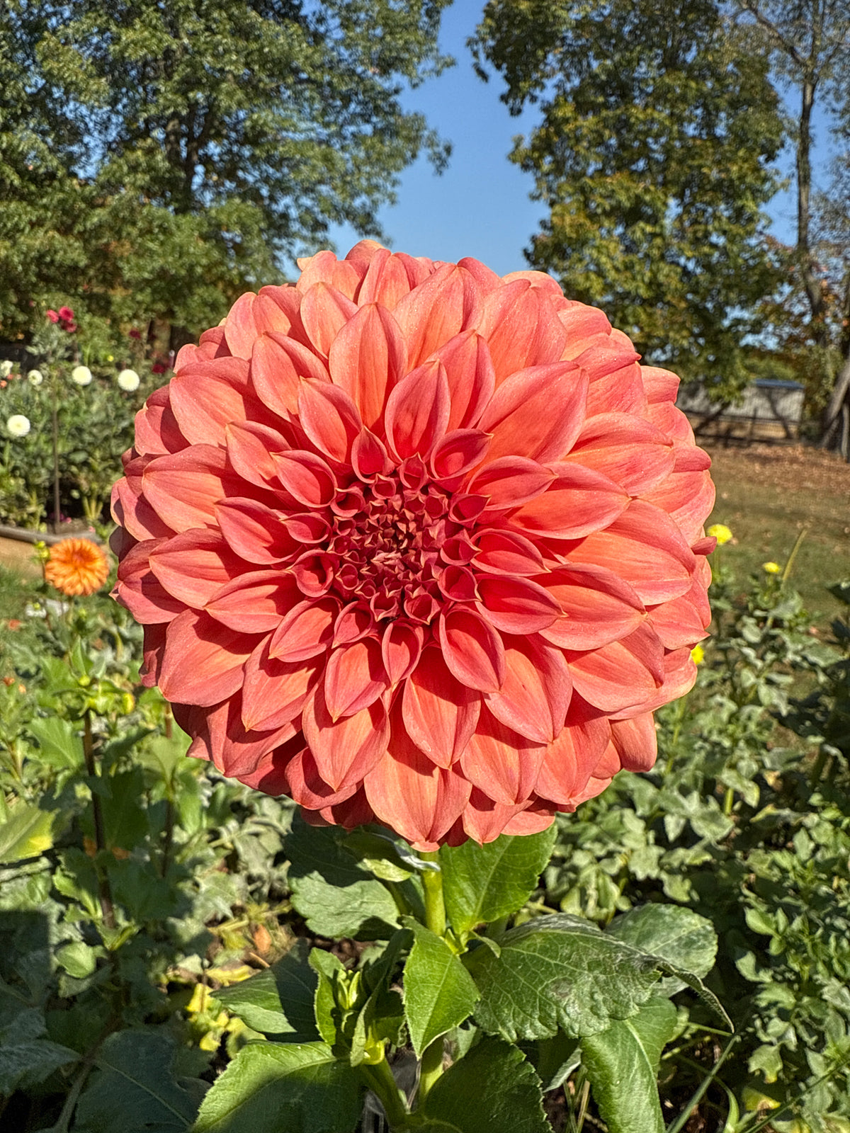 Sylvia Craig Hunter Dahlia Tuber