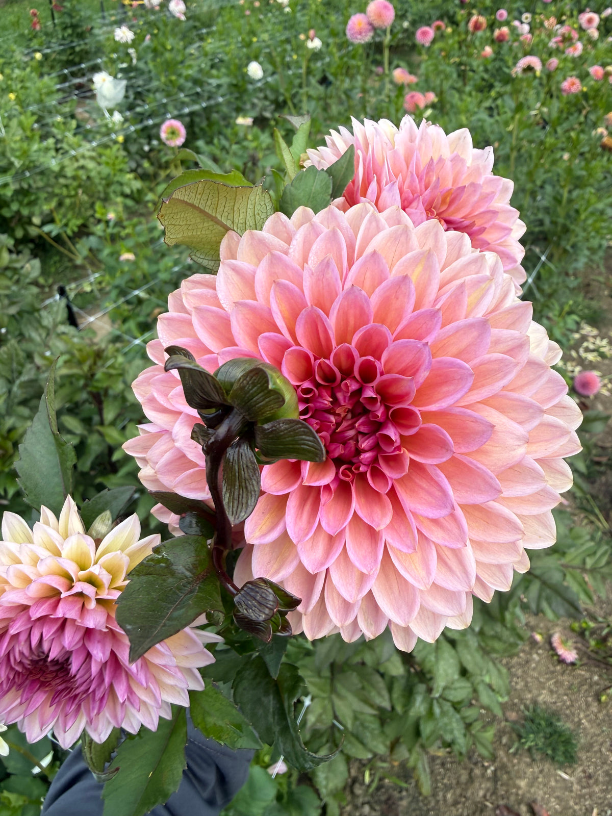Sweet Sanne Dahlia Tuber