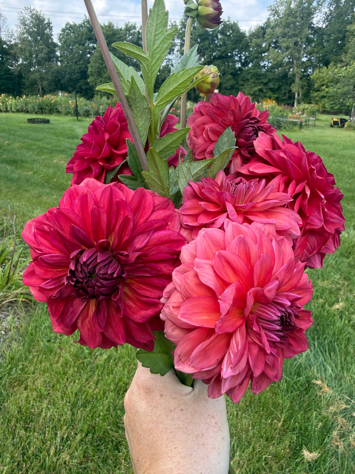 Perch Hill Dahlia Tuber