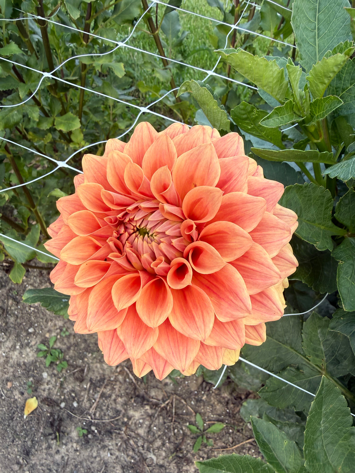 Hy Patti Dahlia Tuber