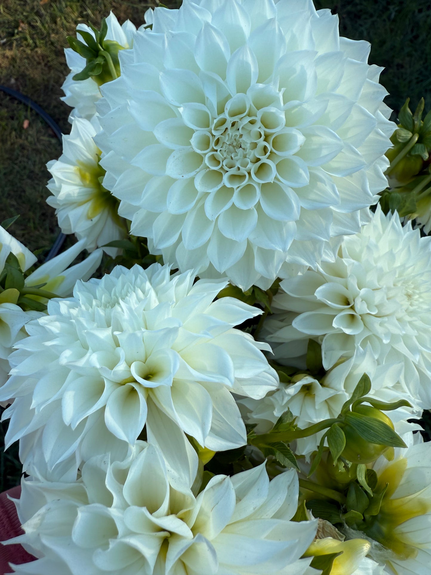 KA's® Bella Luna Dahlia Tuber