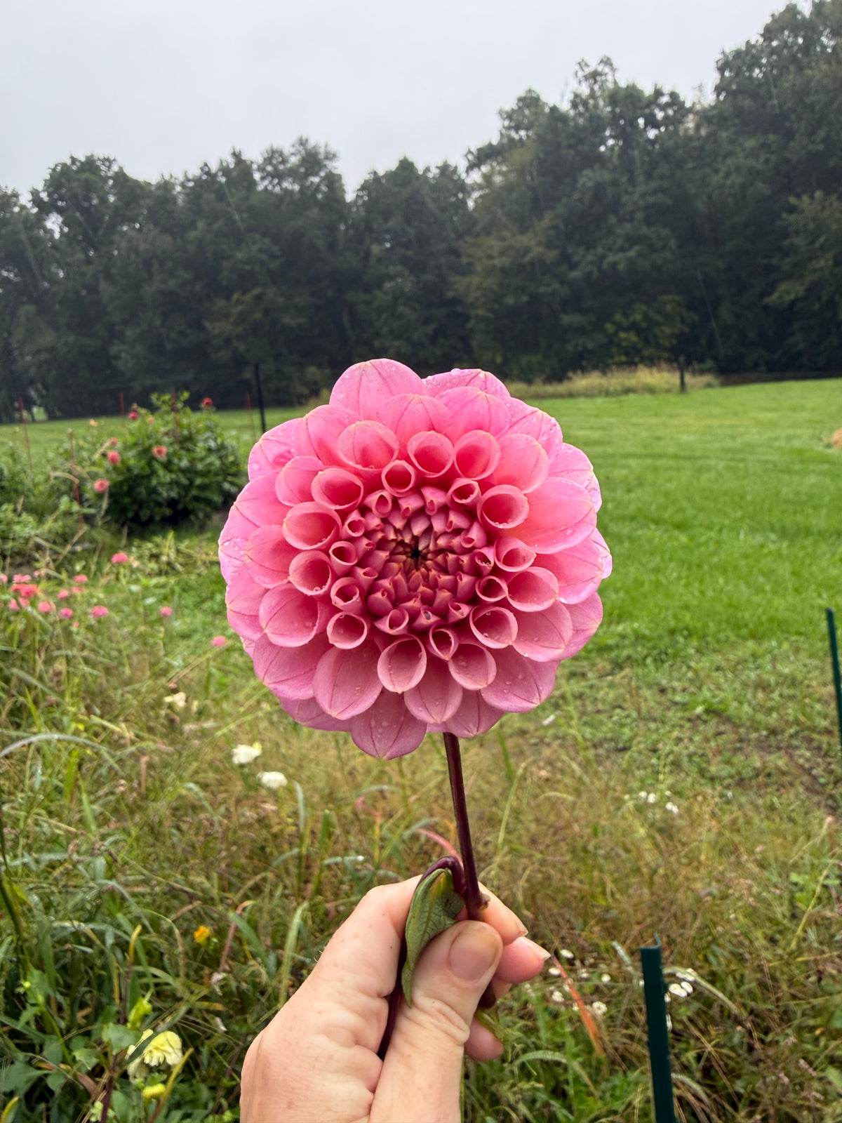 Swemany Nude Dahlia Tuber