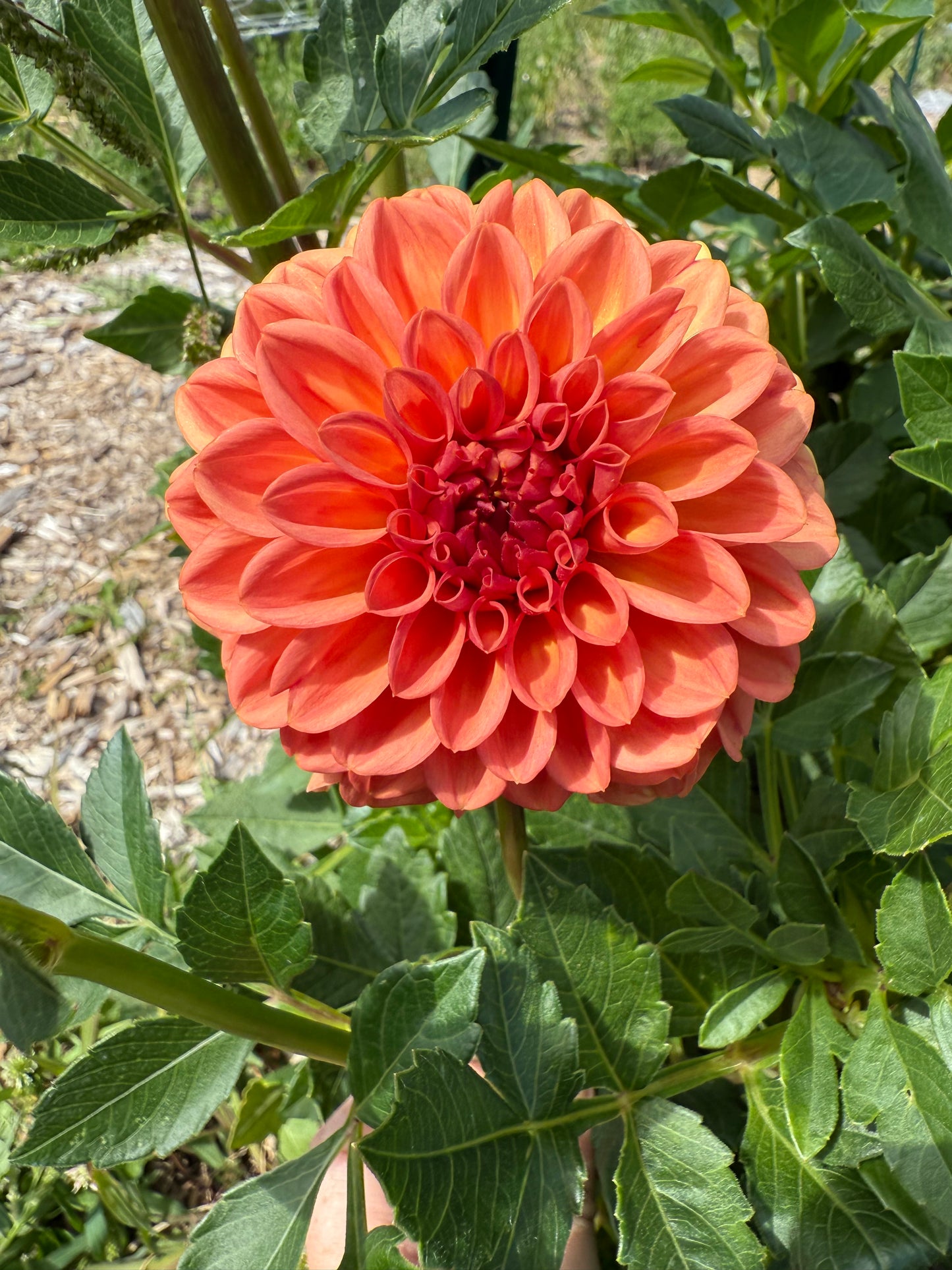 Ferncliff Apricot Dahlia Tuber