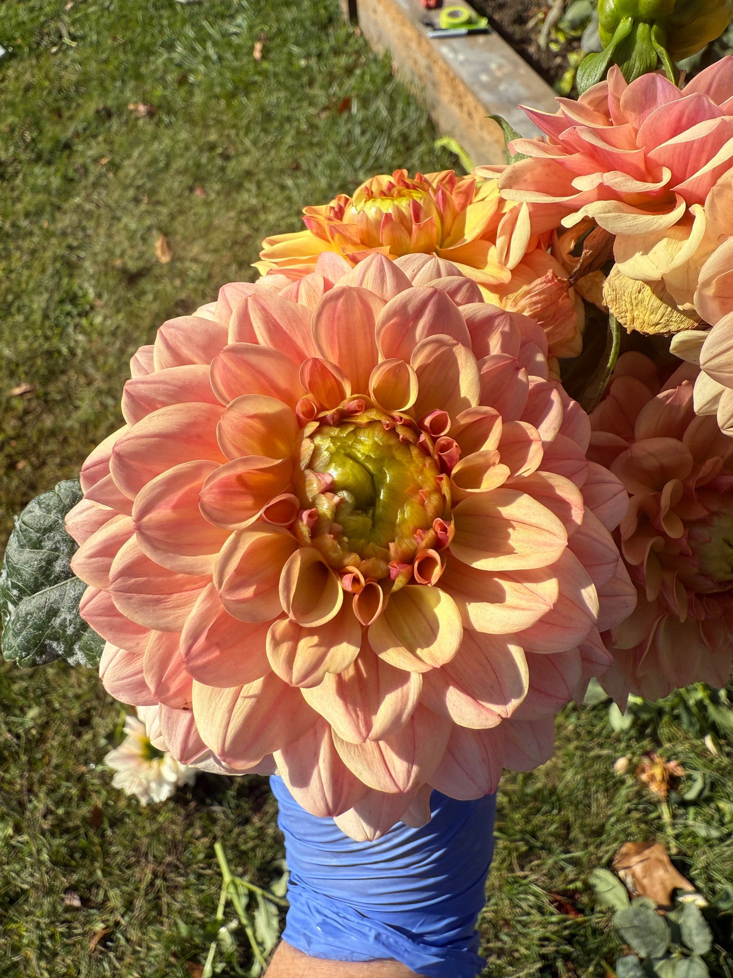 Bell's Palermo Dahlia Tuber