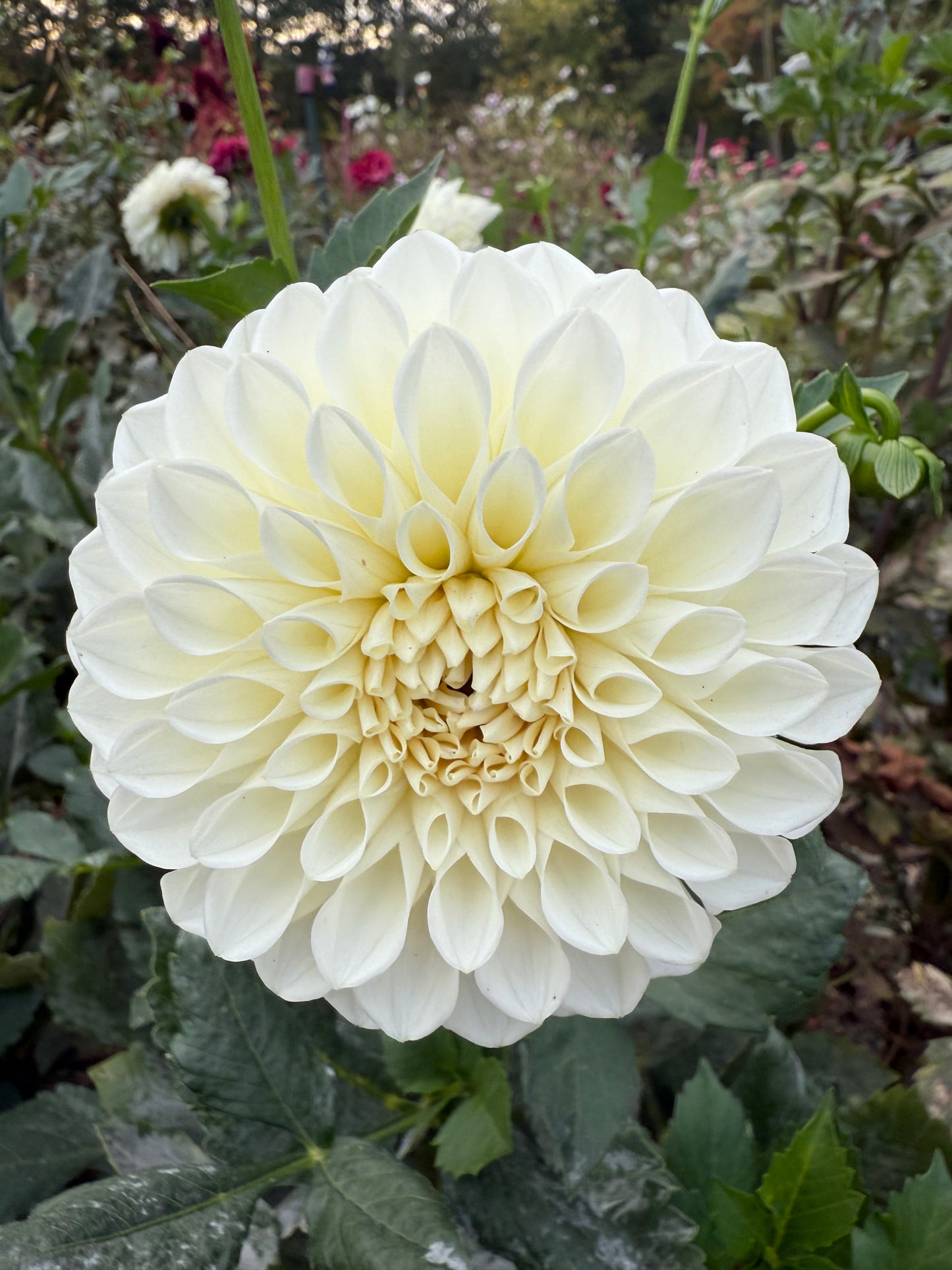 Boom Boom White Dahlia Tuber