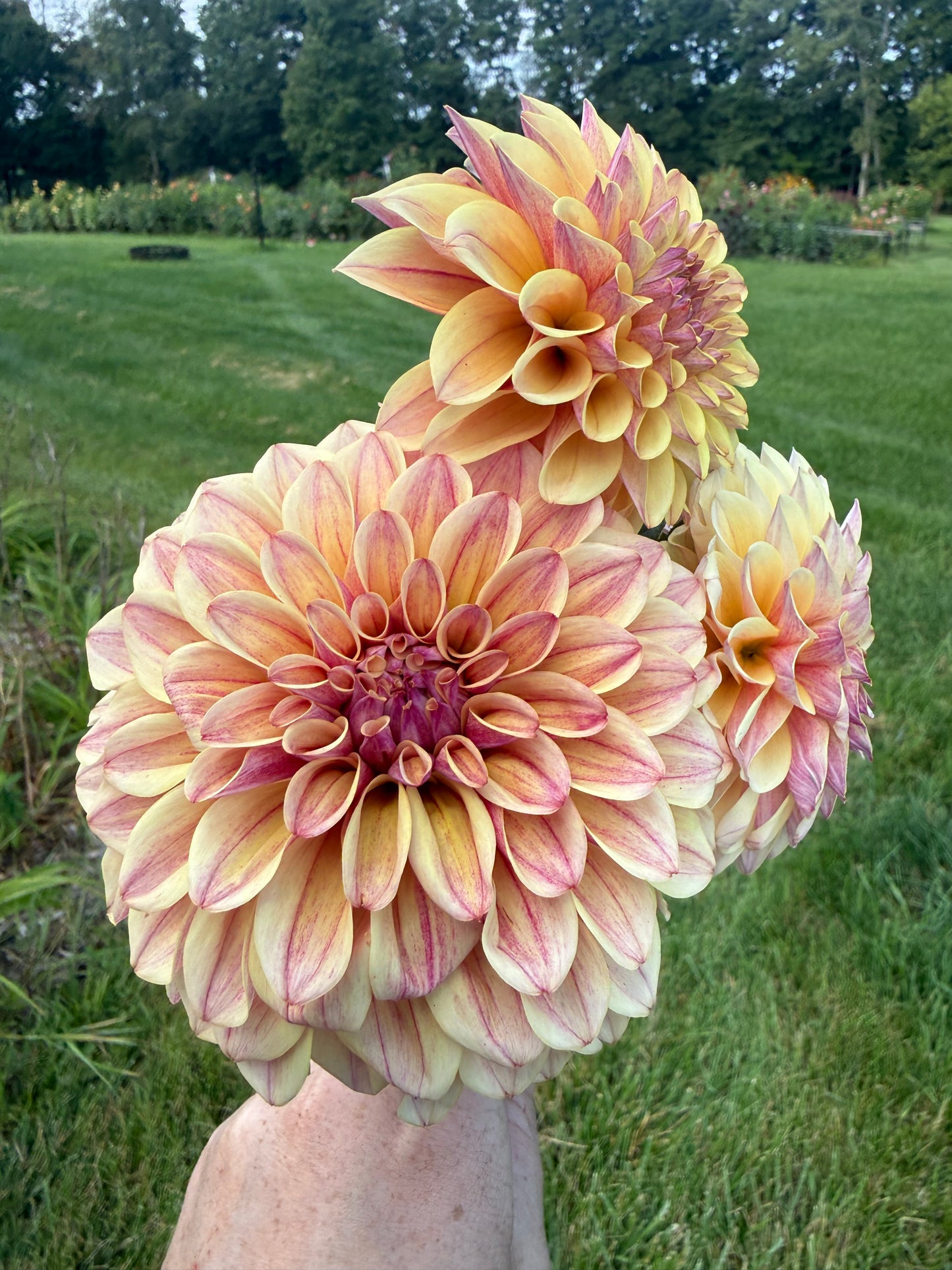 KA's® Rhubarb Dahlia Tuber
