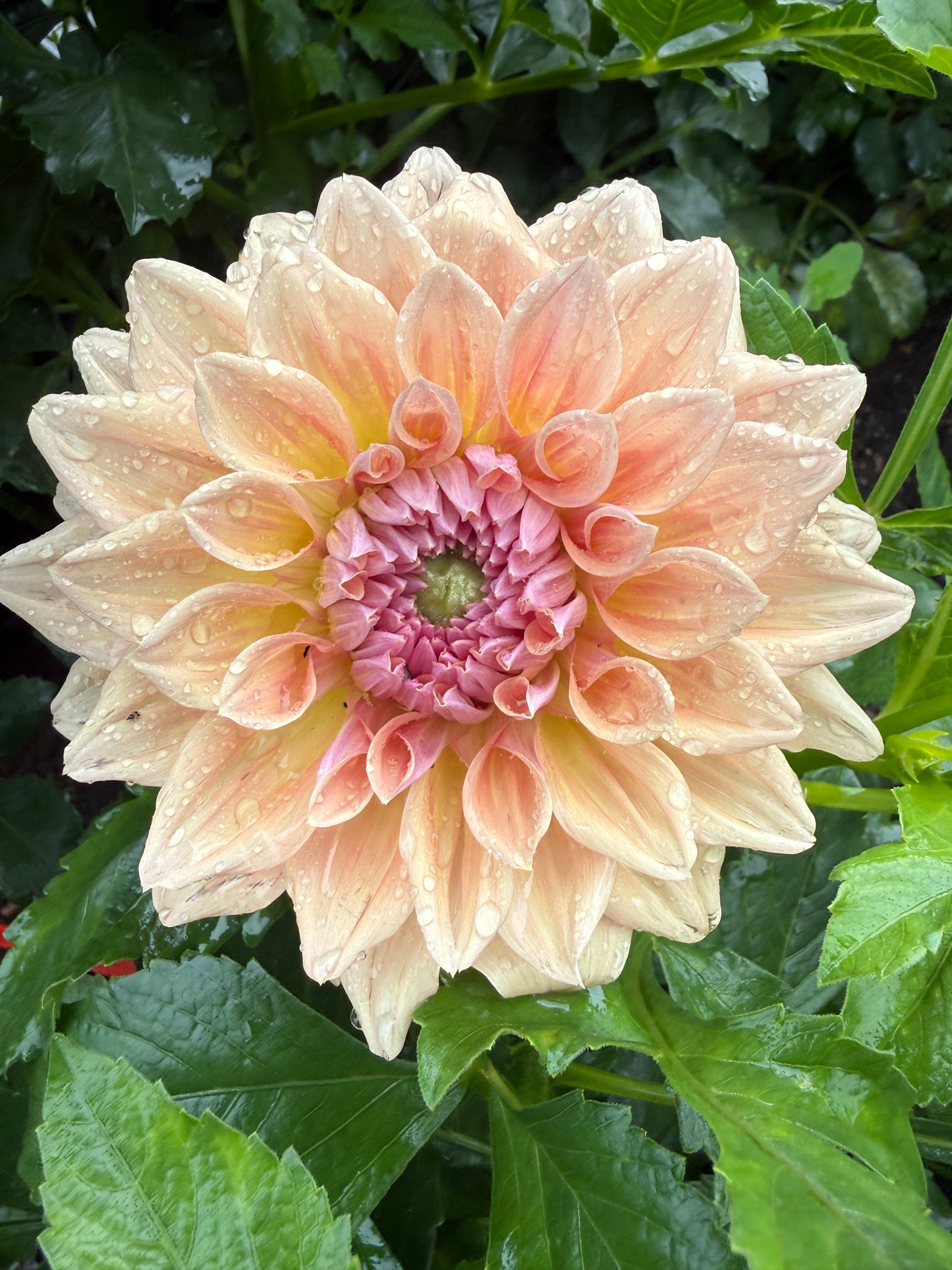 West Coast Dahlia Tuber