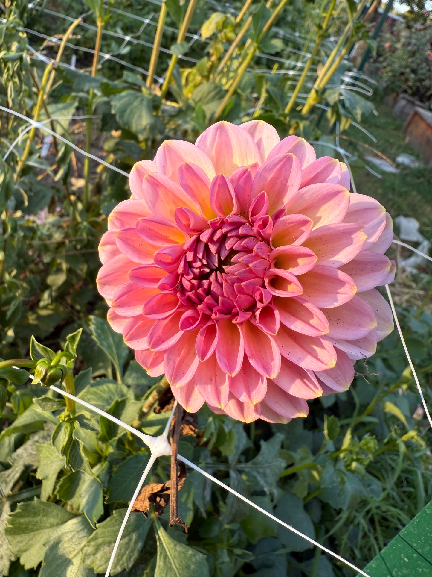 Cupcake Dahlia Tuber