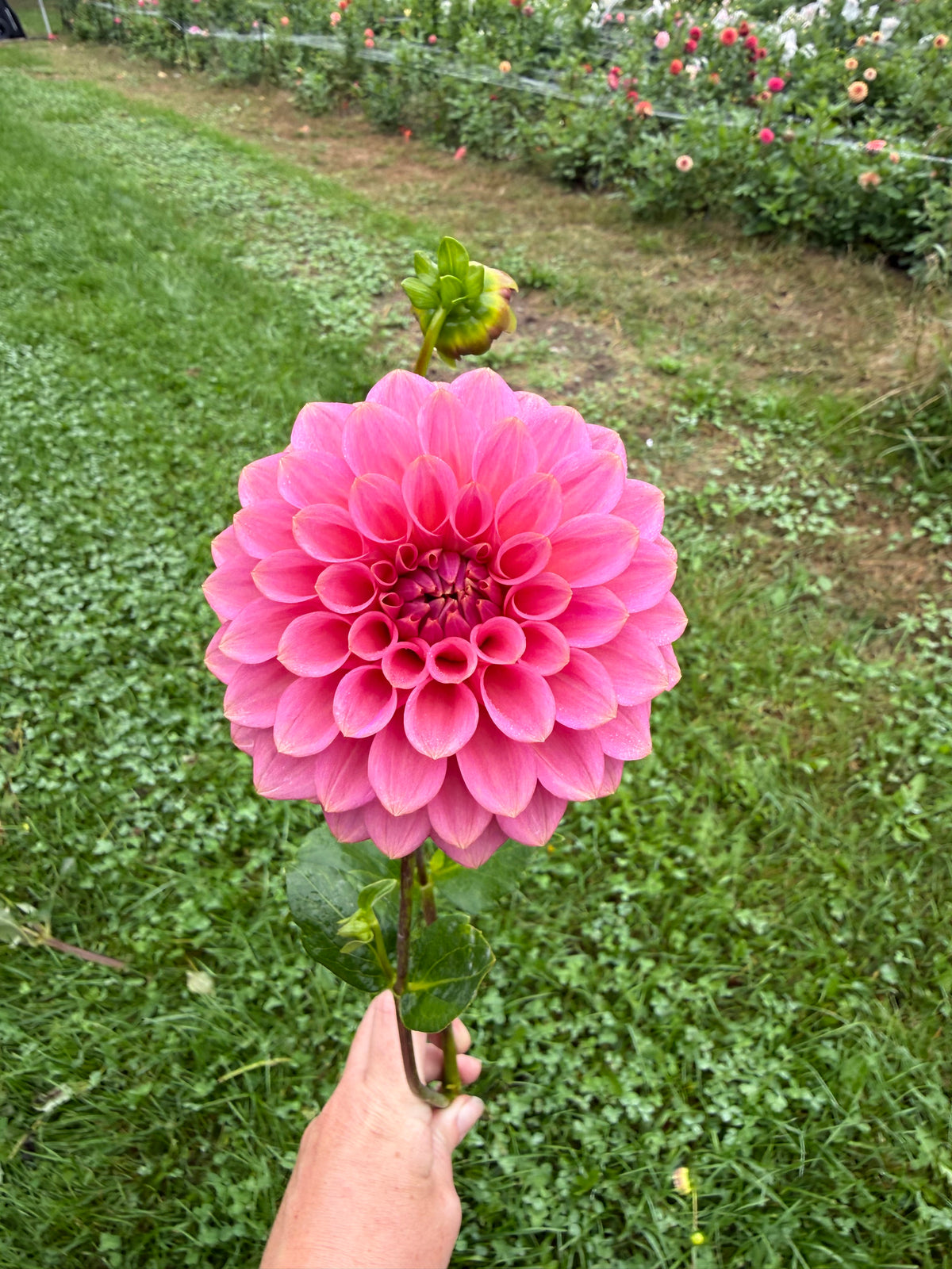 Florelie Flamingo Dahlia Tuber