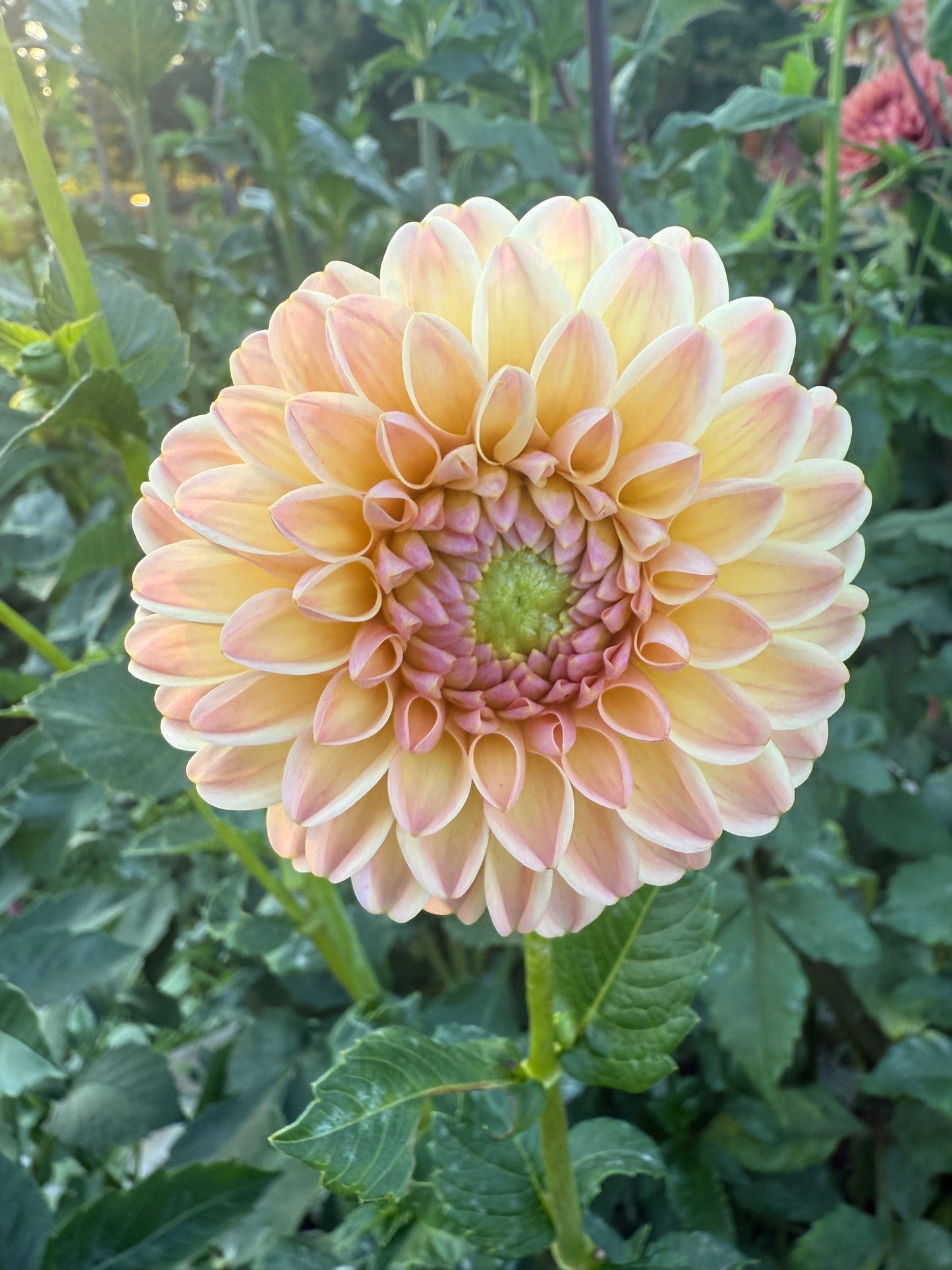 Hapet Salmon Dahlia Tuber