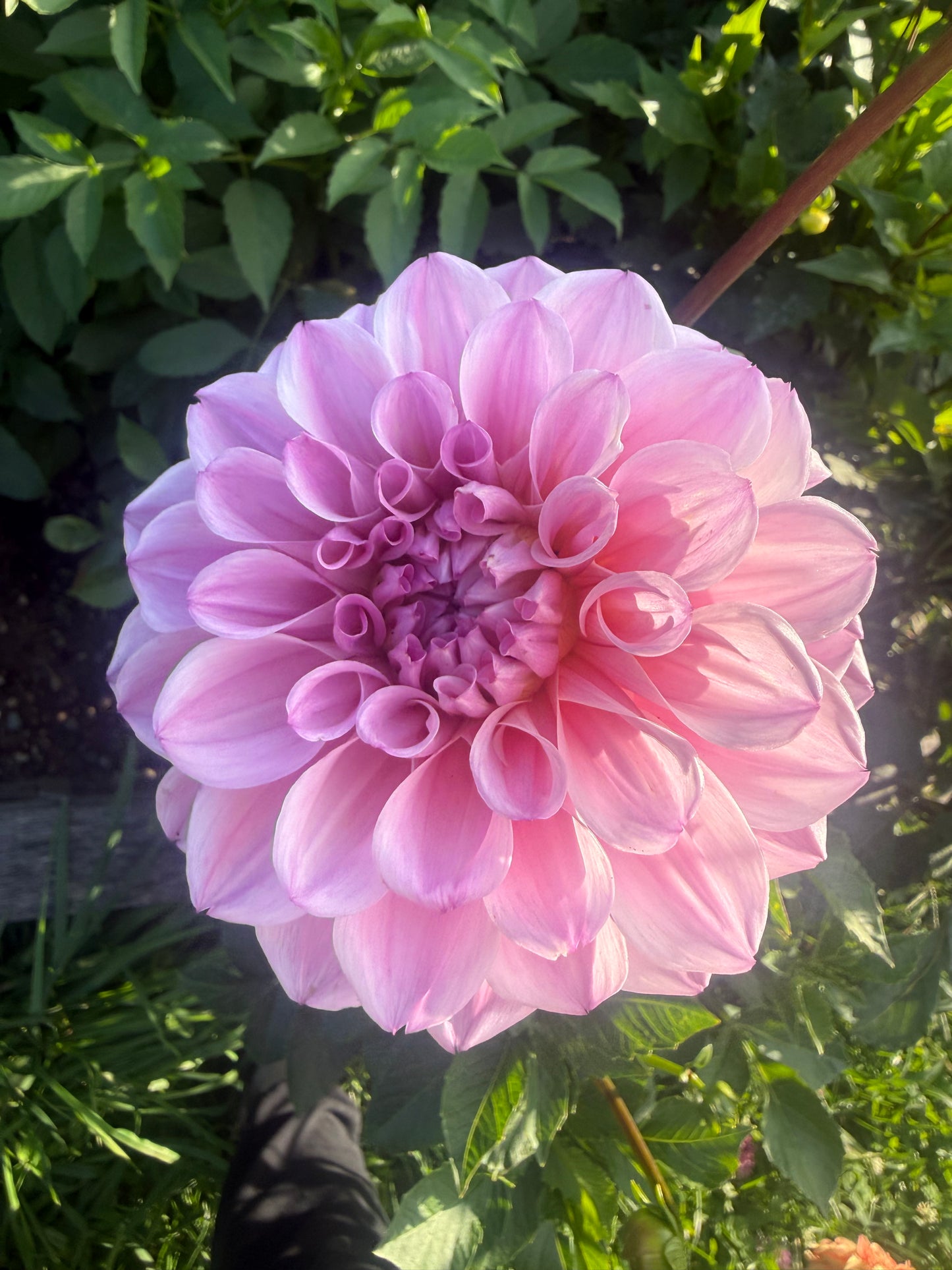 KA's® Novella Rose Dahlia Tuber