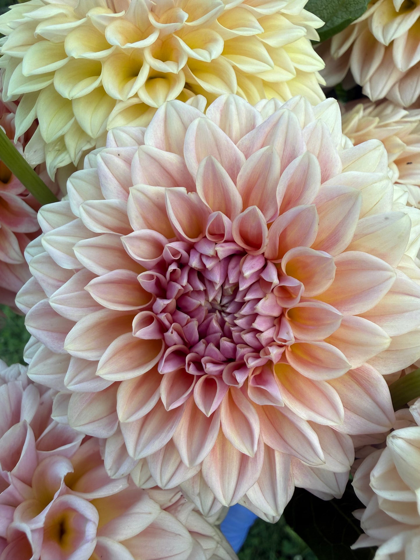 RM Summer Haze Dahlia Tuber
