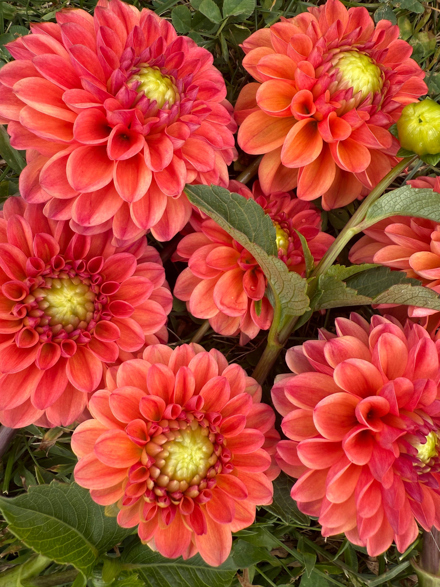 RM Watermelon Dahlia Tuber