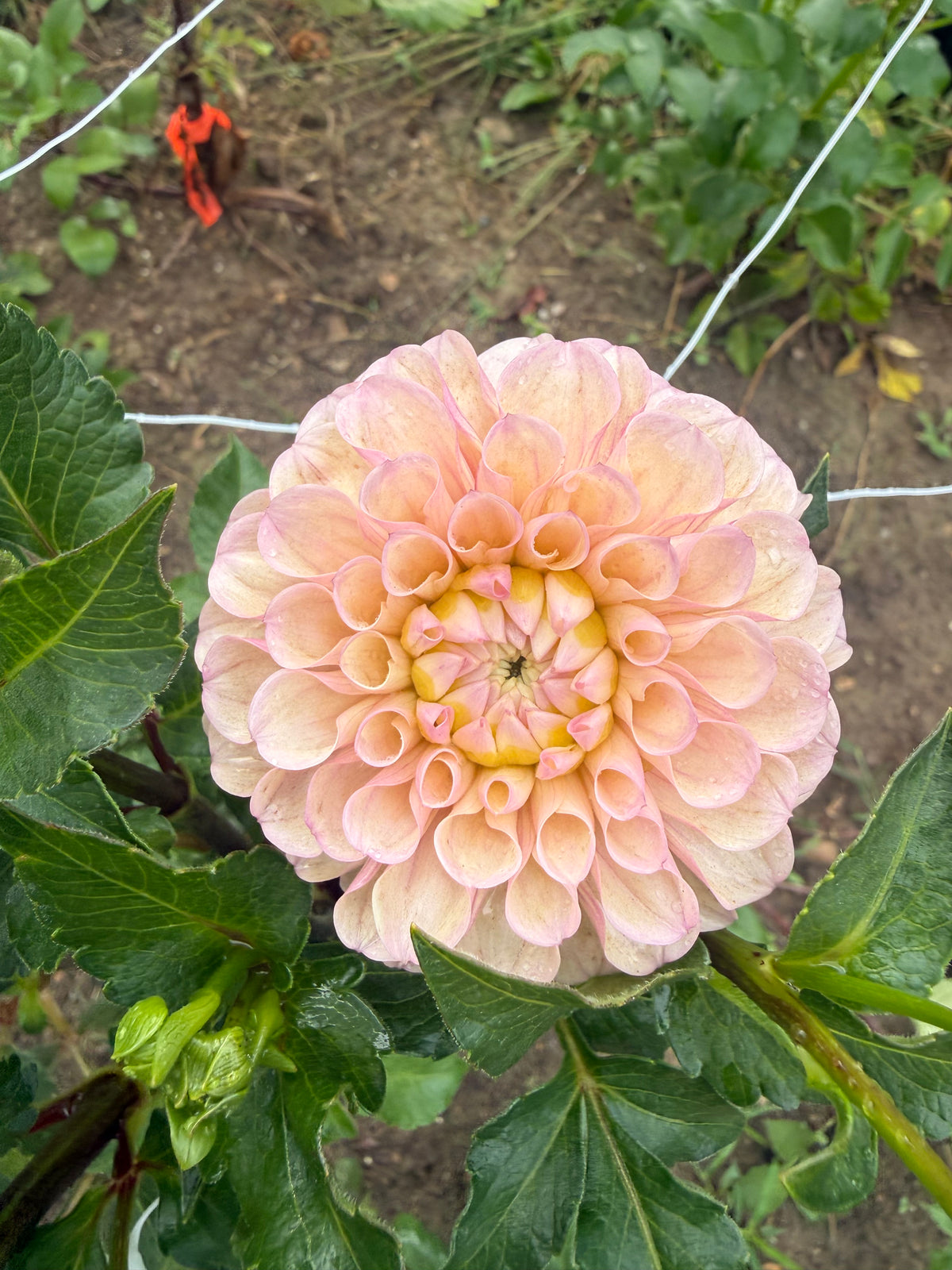 Levi's Revenant Dahlia Tuber