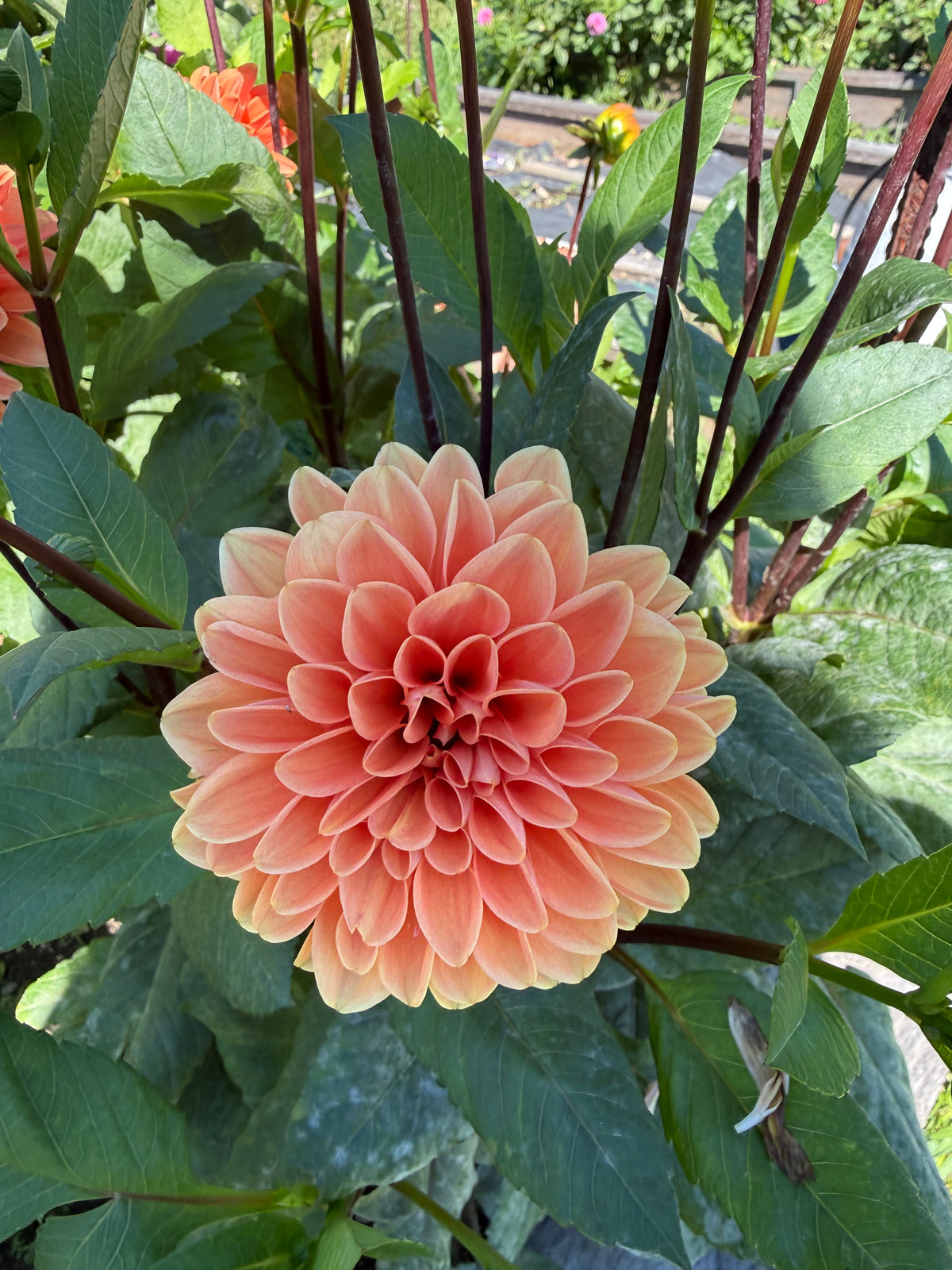 No ID: Orange