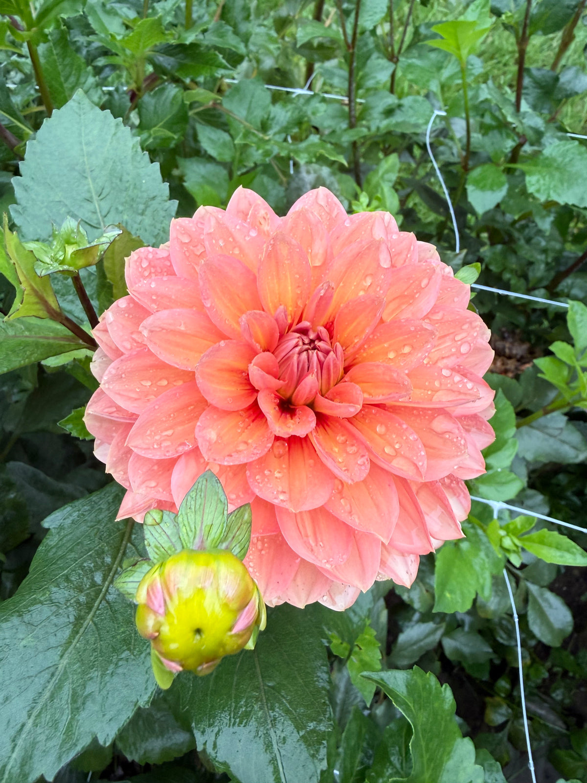 Nicholas Dahlia Tuber