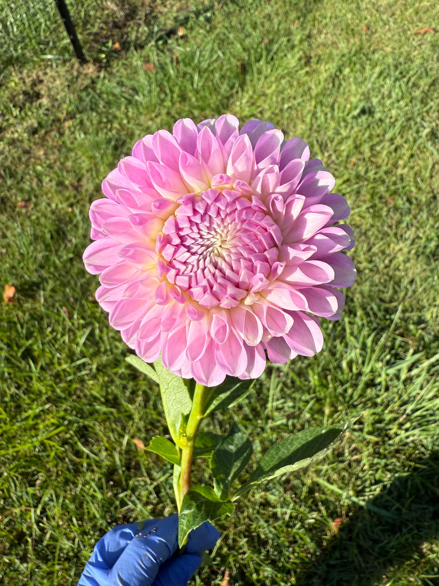 20th Avenue Old Major Dahlia Tuber