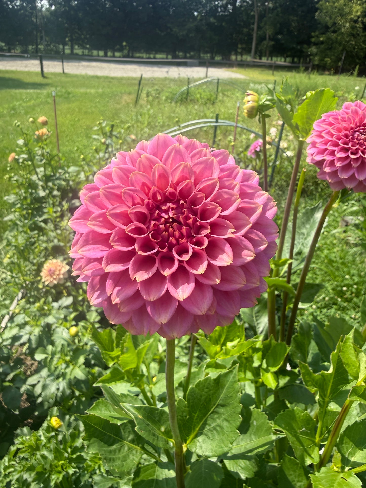 Florelie Flamingo Dahlia Tuber