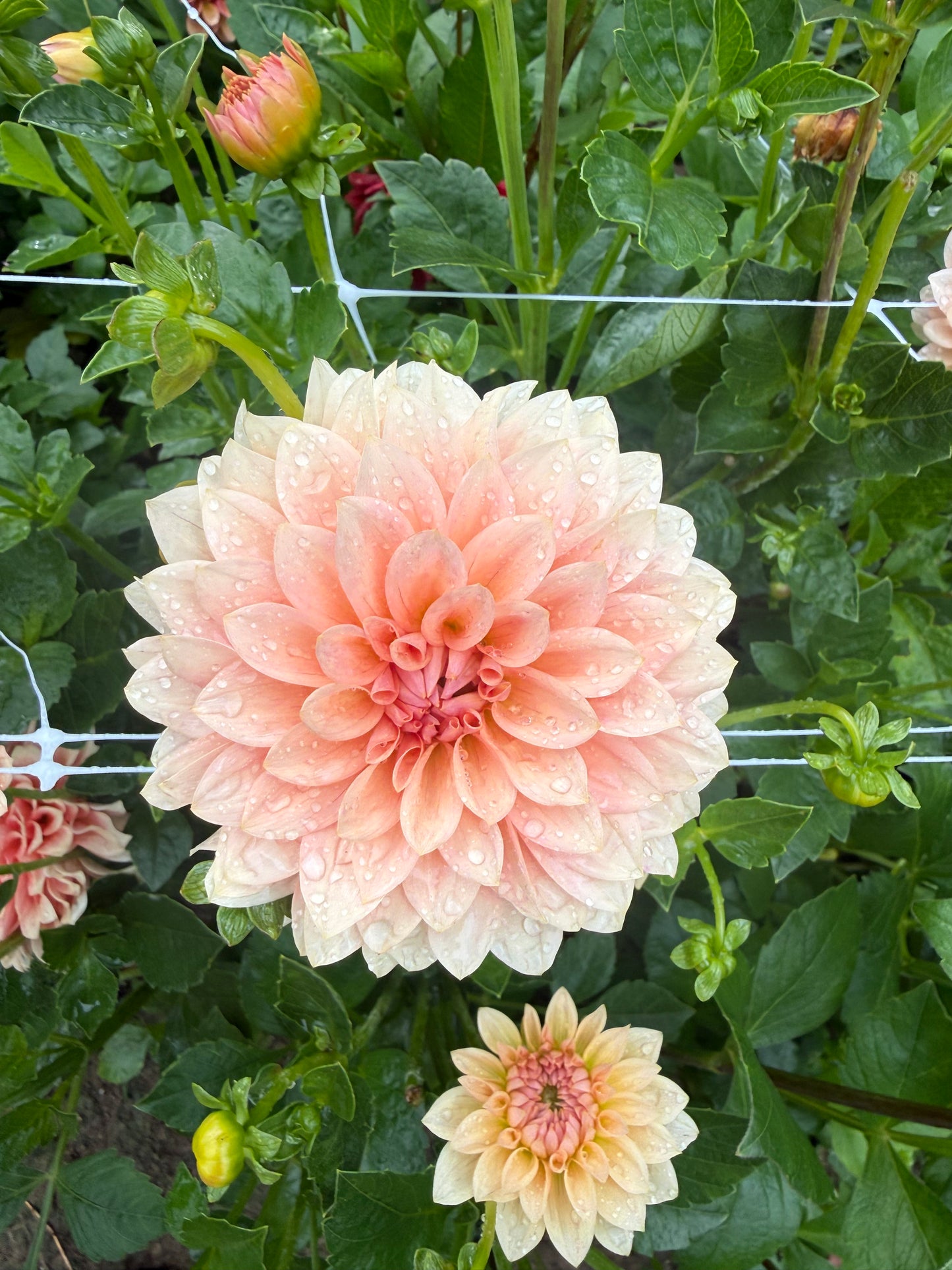 RM Peachy Pink Dahlia Tuber