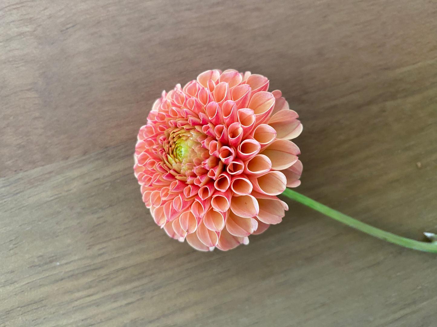Amber Queen Dahlia Tuber