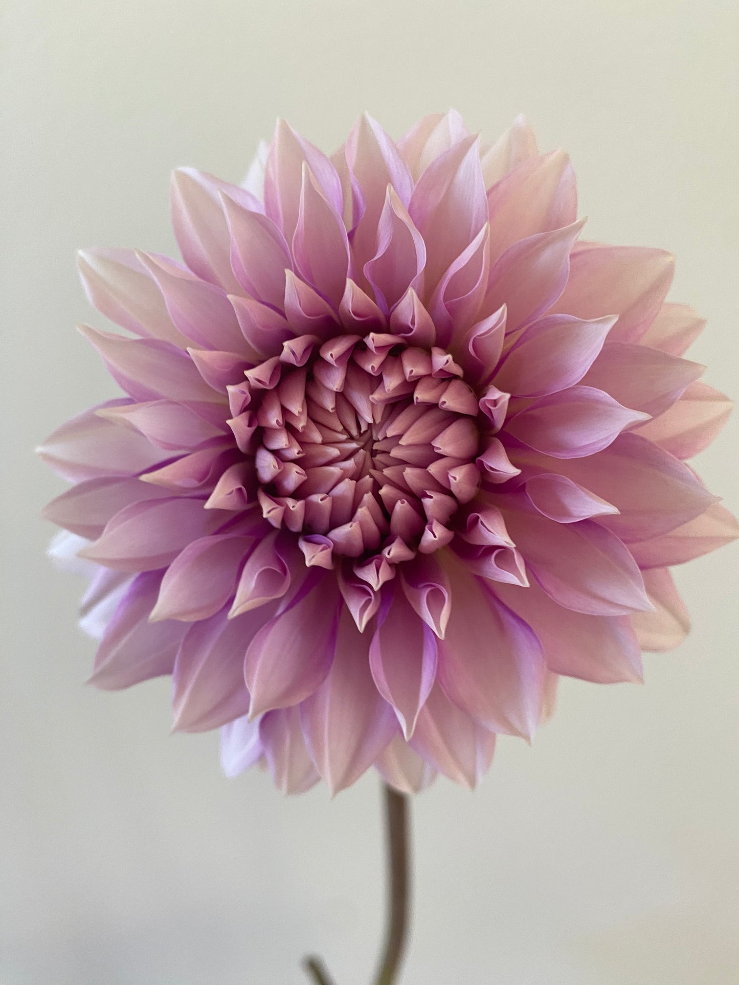 Amelia Bedelia Dahlia Tuber