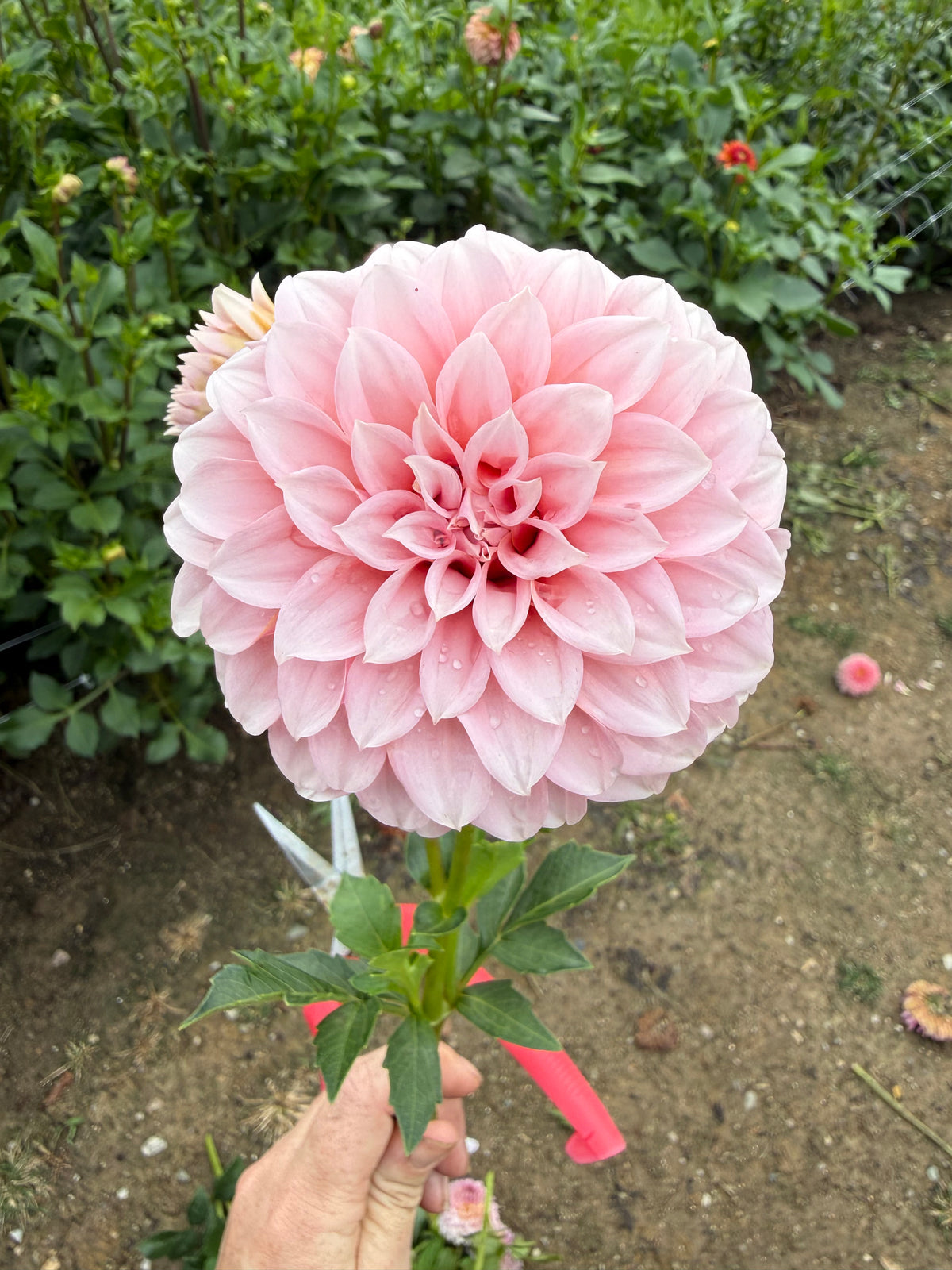 Peaches N Cream Dahlia Tuber