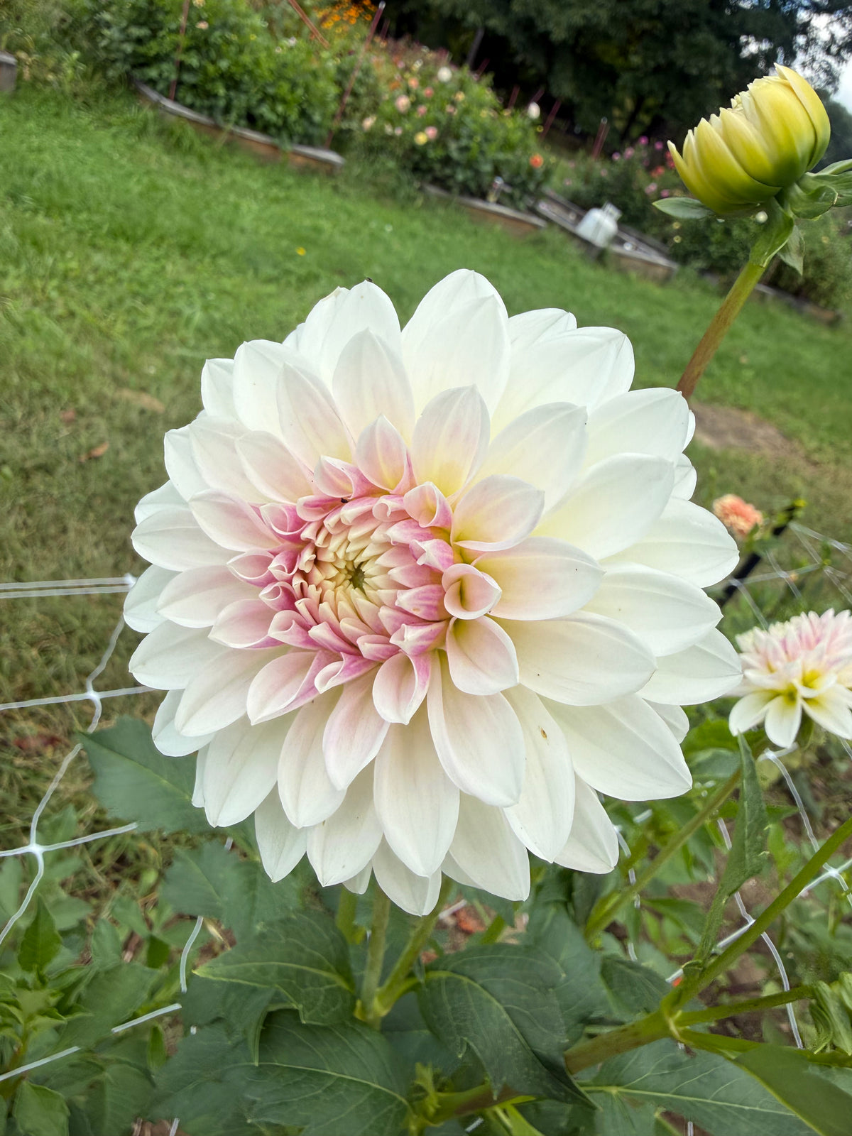 KA's® Rose Quartz Dahlia Tuber