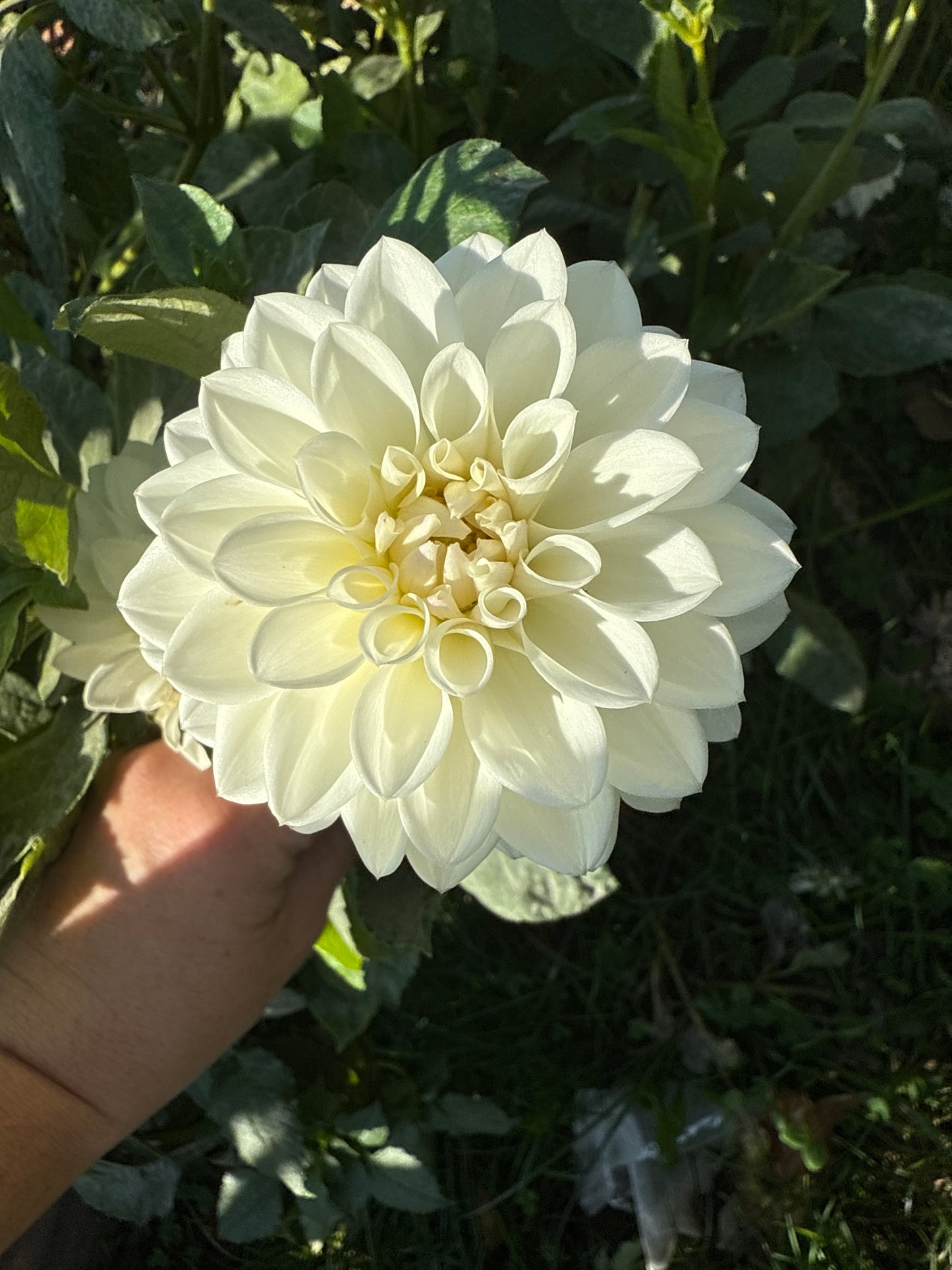 Ferncliff Pearl Dahlia Tuber