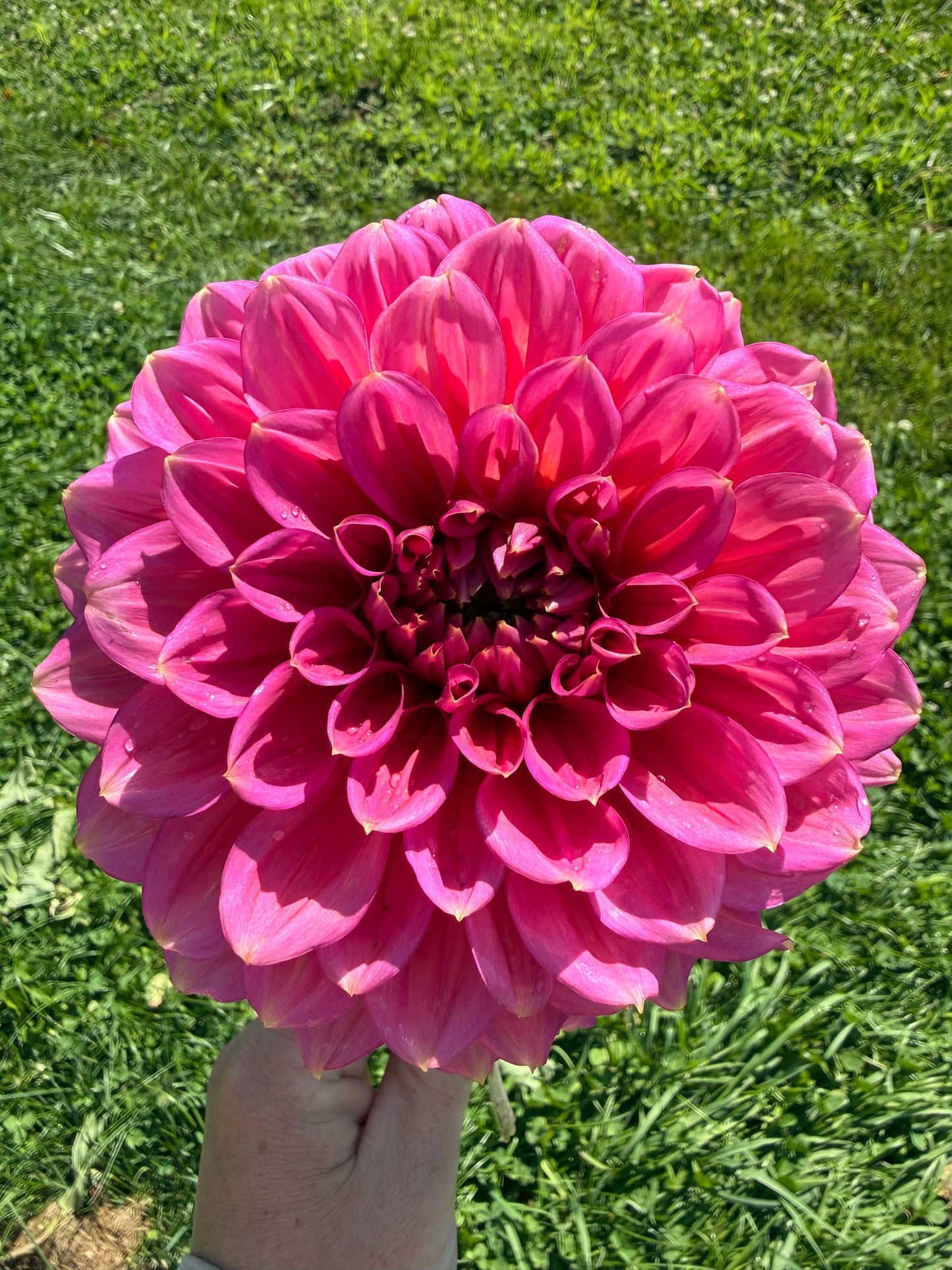 Florelie Guava Dahlia Tuber