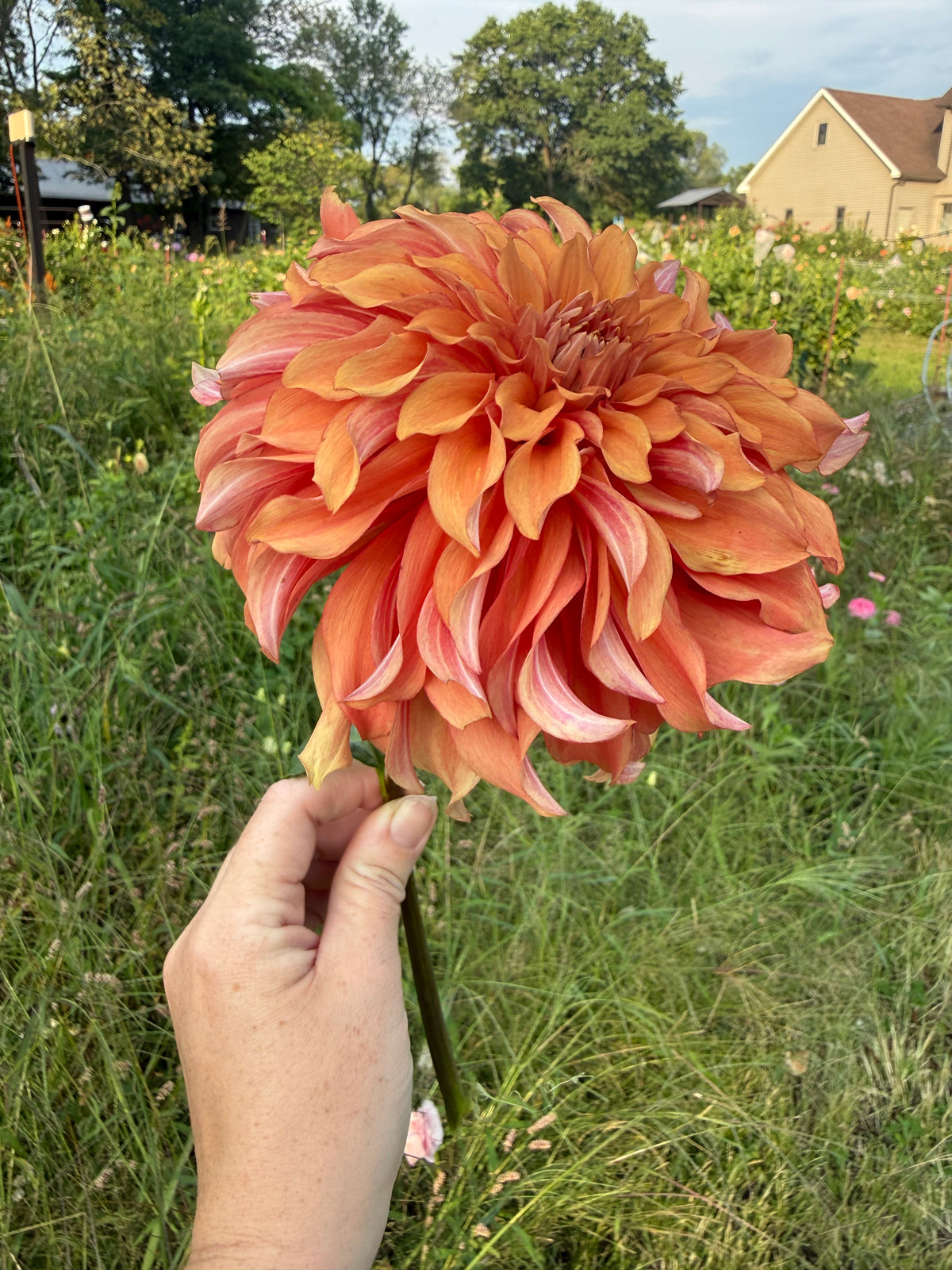 Lakeview Storm Dahlia Tuber