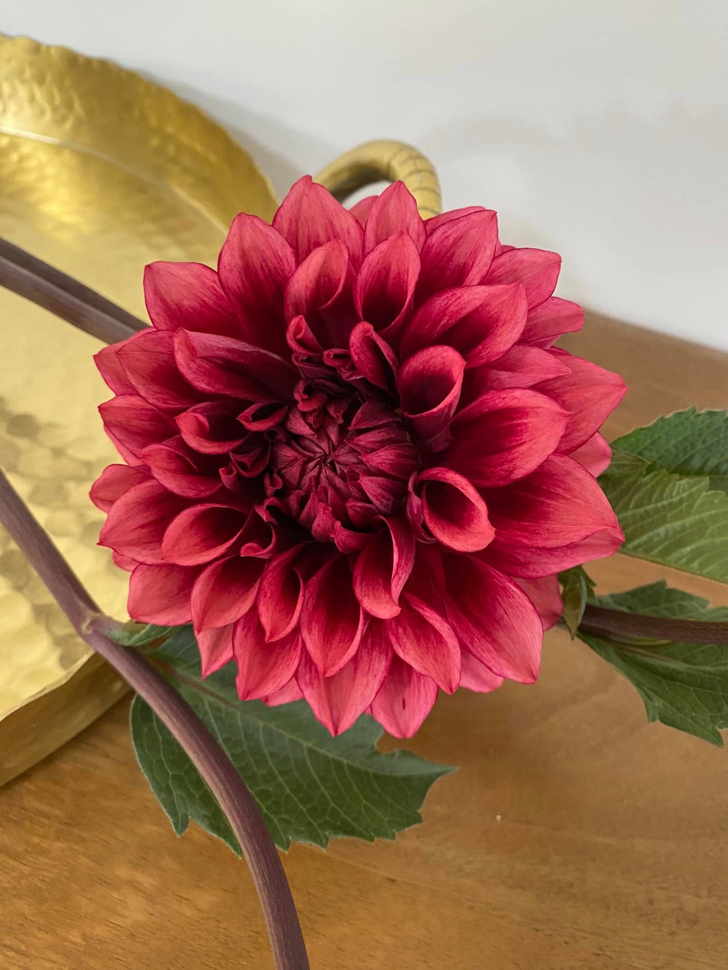 Bloomquist York Dahlia Tuber