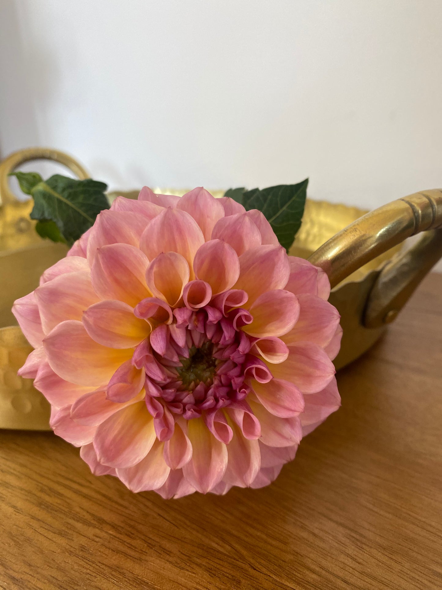 Blah Blah Blah Dahlia Tuber