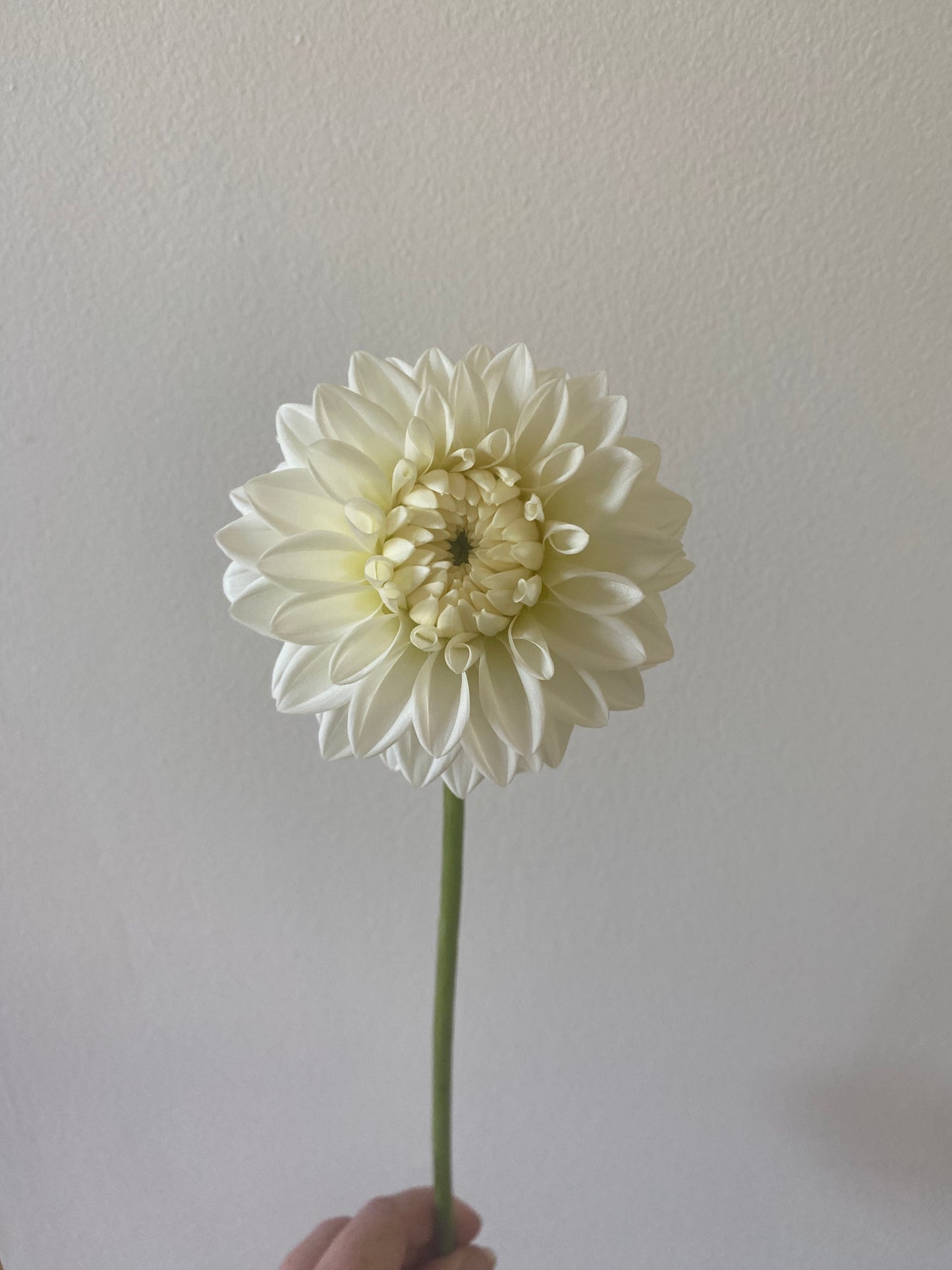 Blizzard Dahlia Tuber