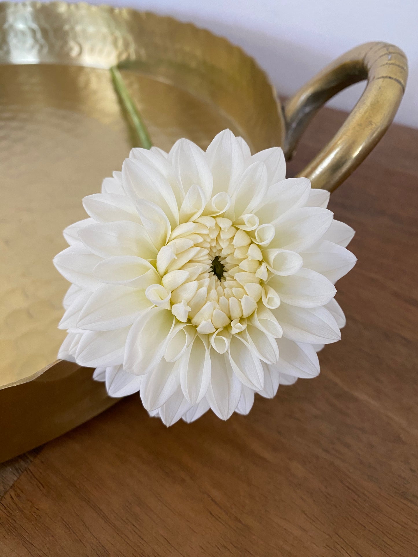 Blizzard Dahlia Tuber