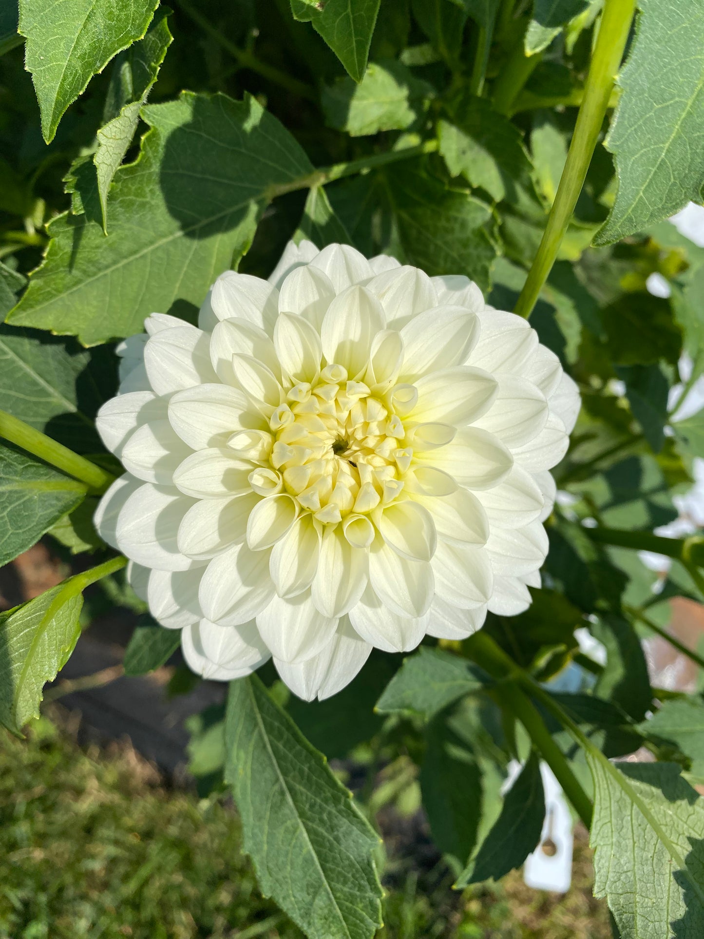 Bride to Be Dahlia Tuber