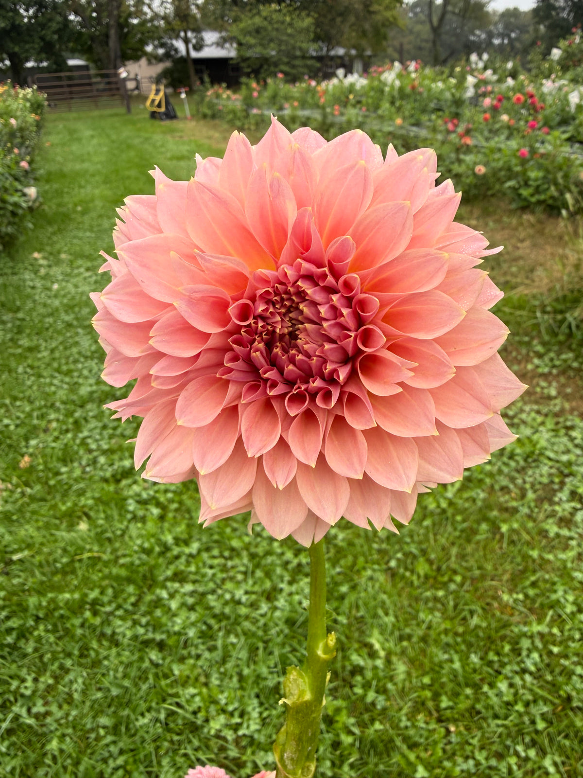 Devon Salmon Dahlia Tuber