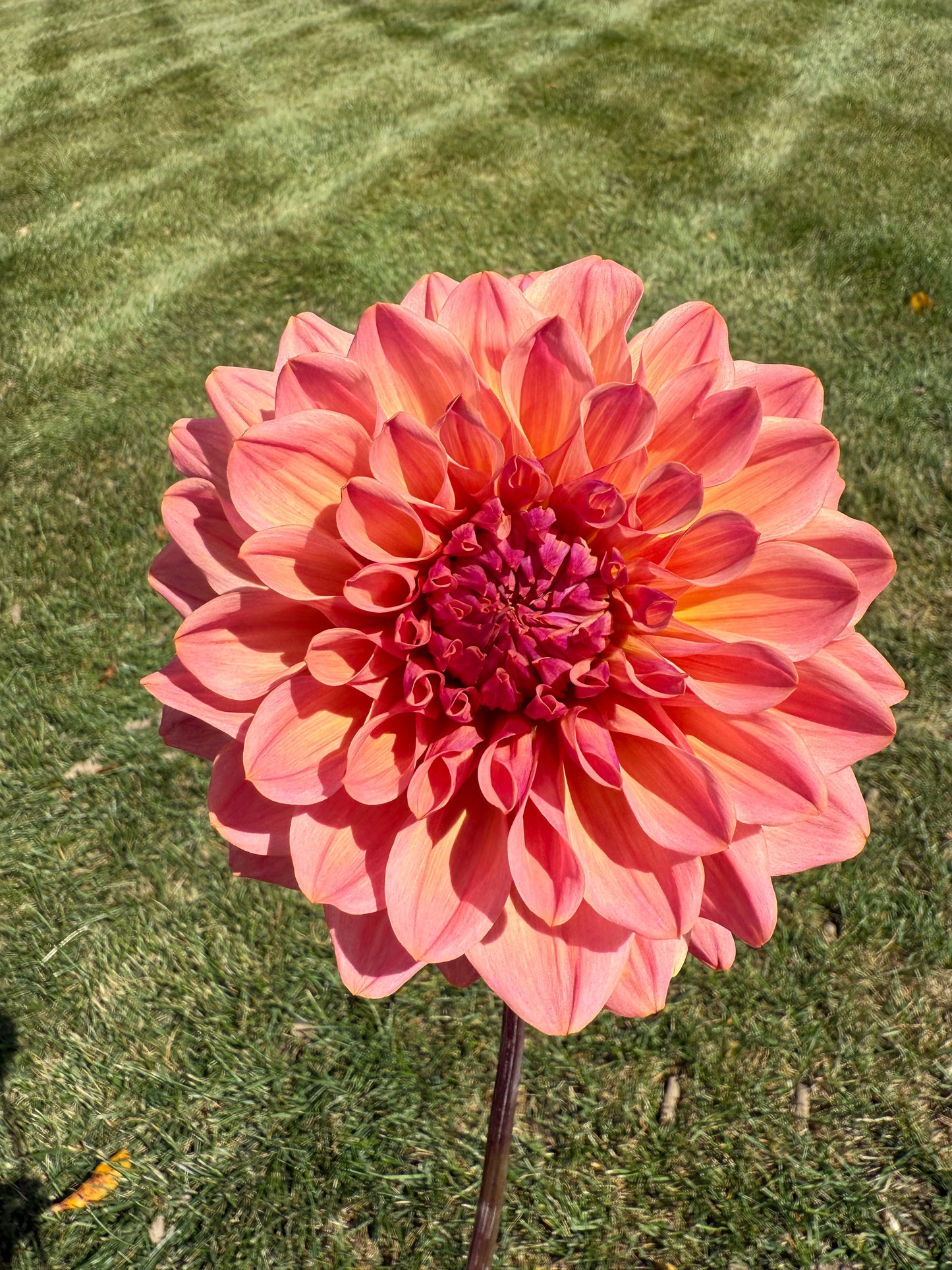 Bloomquist Azalea Dahlia Tuber