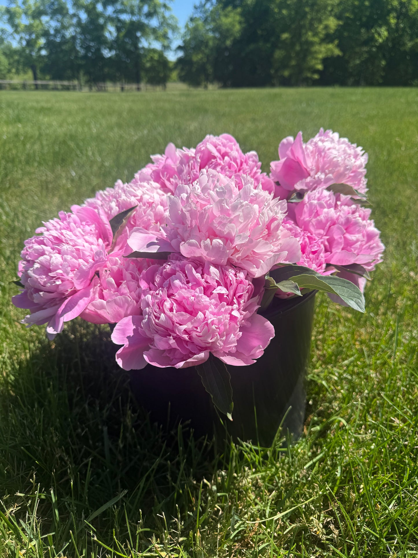 Monseiur Jules Elie Peony Root