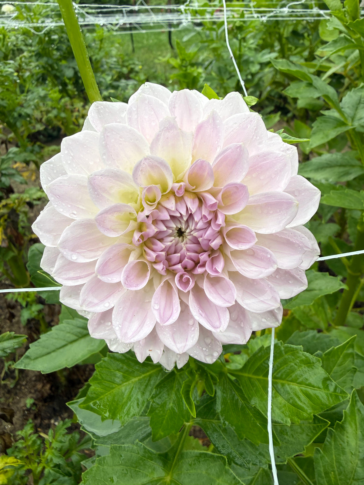 Lakeview Premier Dahlia Tuber