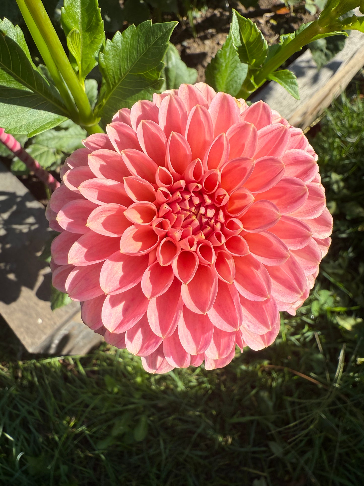 R Joan Dahlia Tuber