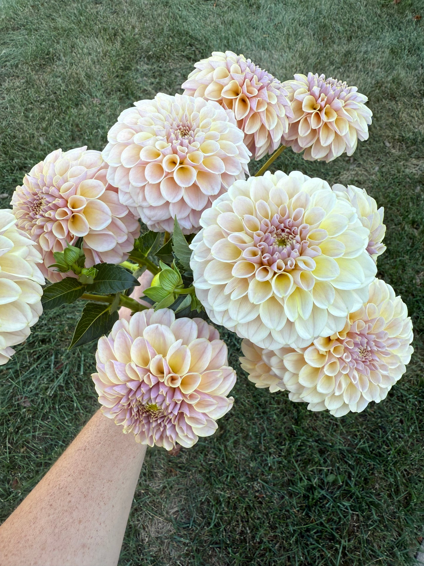KA's® Cinder Rose Dahlia Tuber