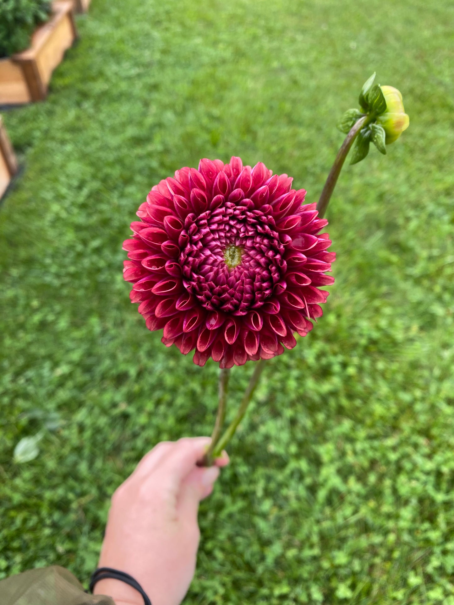 Copper Boy Dahlia Tuber